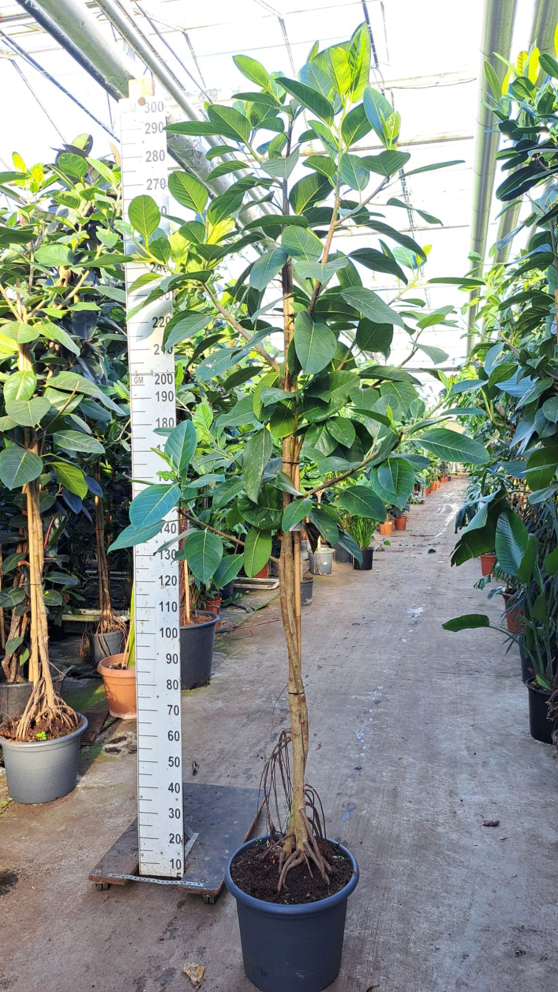 Ficus Altissima twister 300, D 45