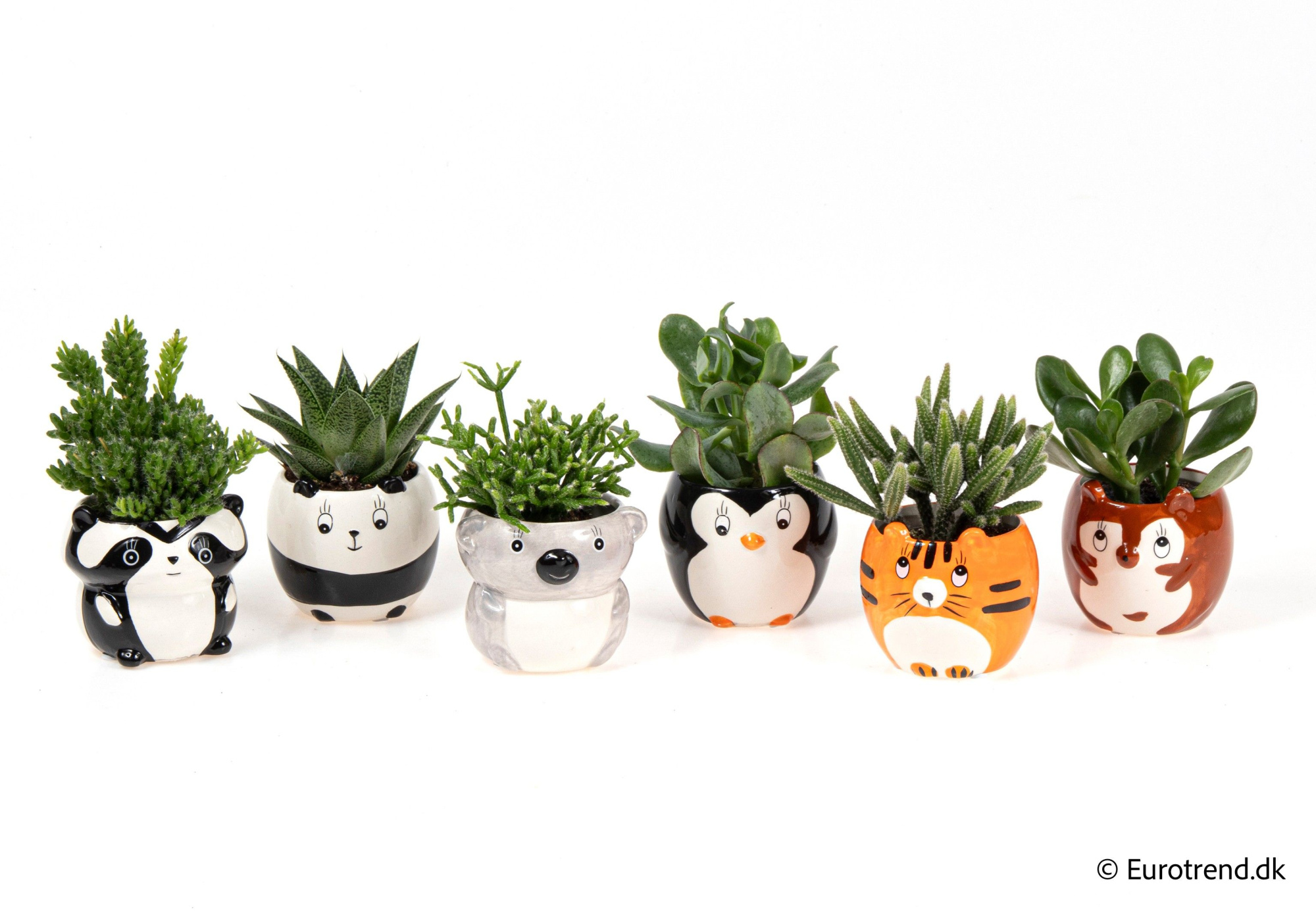 Succulent mix in animal ceramic - Spring, Summer & Autumn 2025, D 6 cm