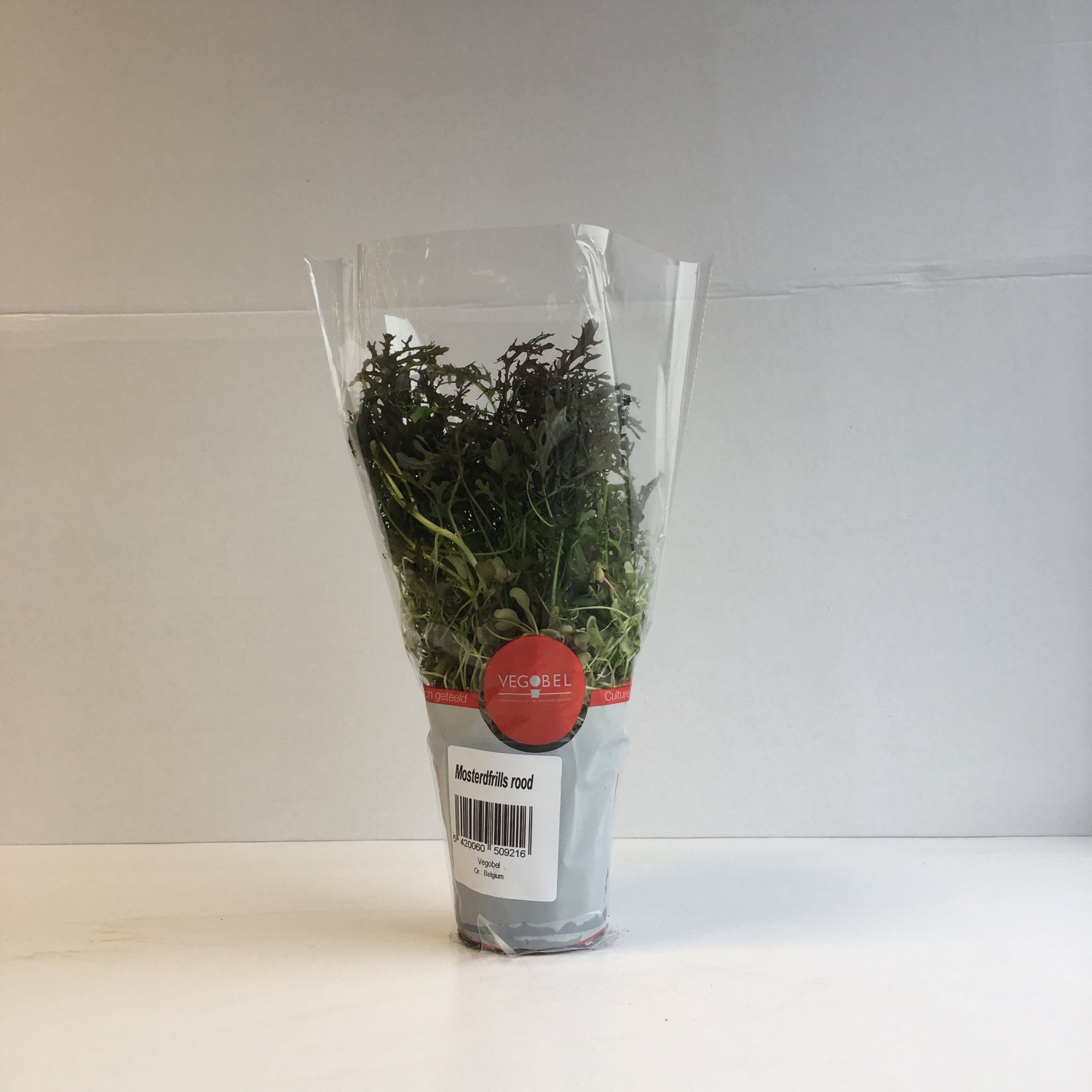 Mosterdfrills Rood P9, D 9 cm