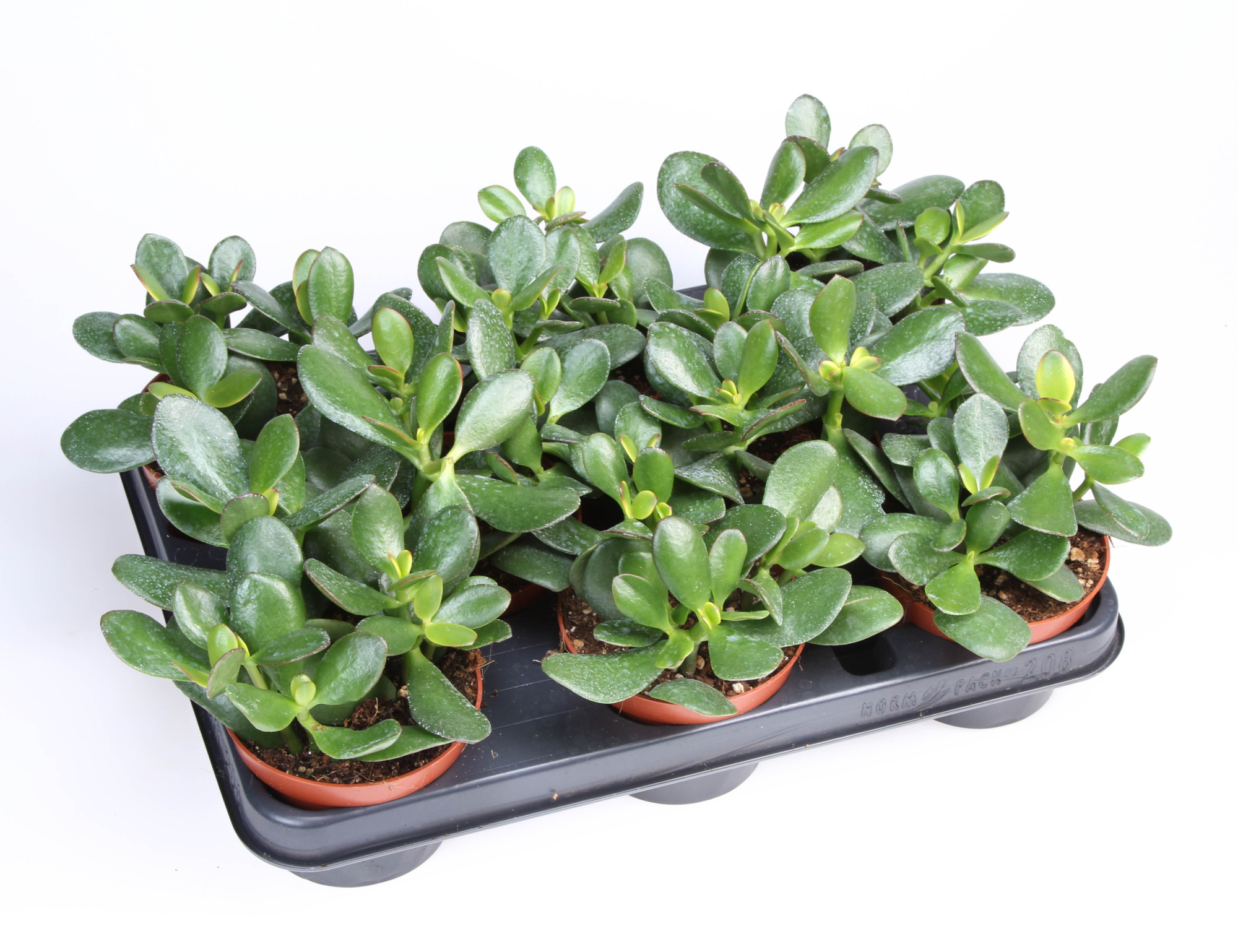 Crassula Ovata, D 10,5 cm