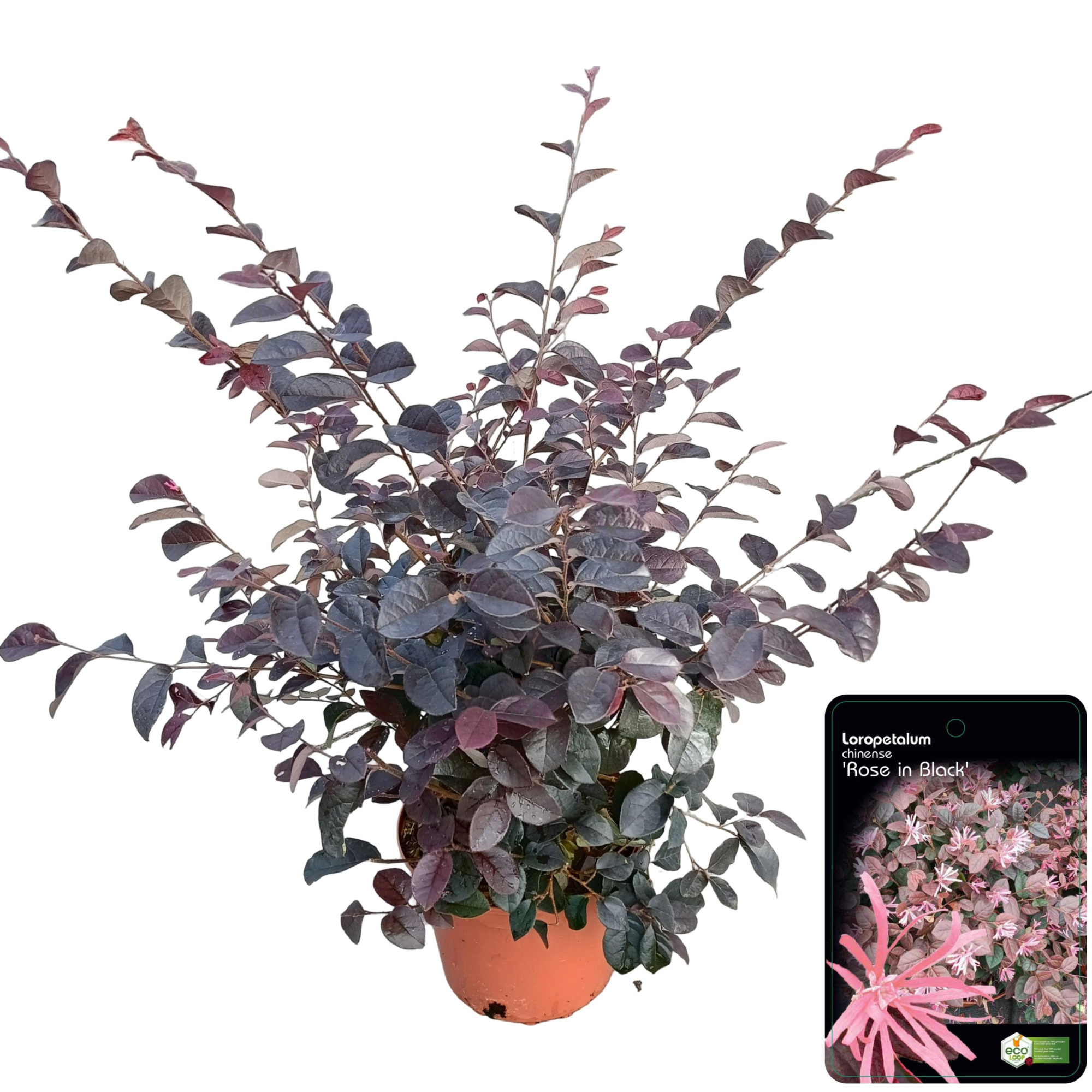 Loropetalum chinense C2.5, D 18 cm