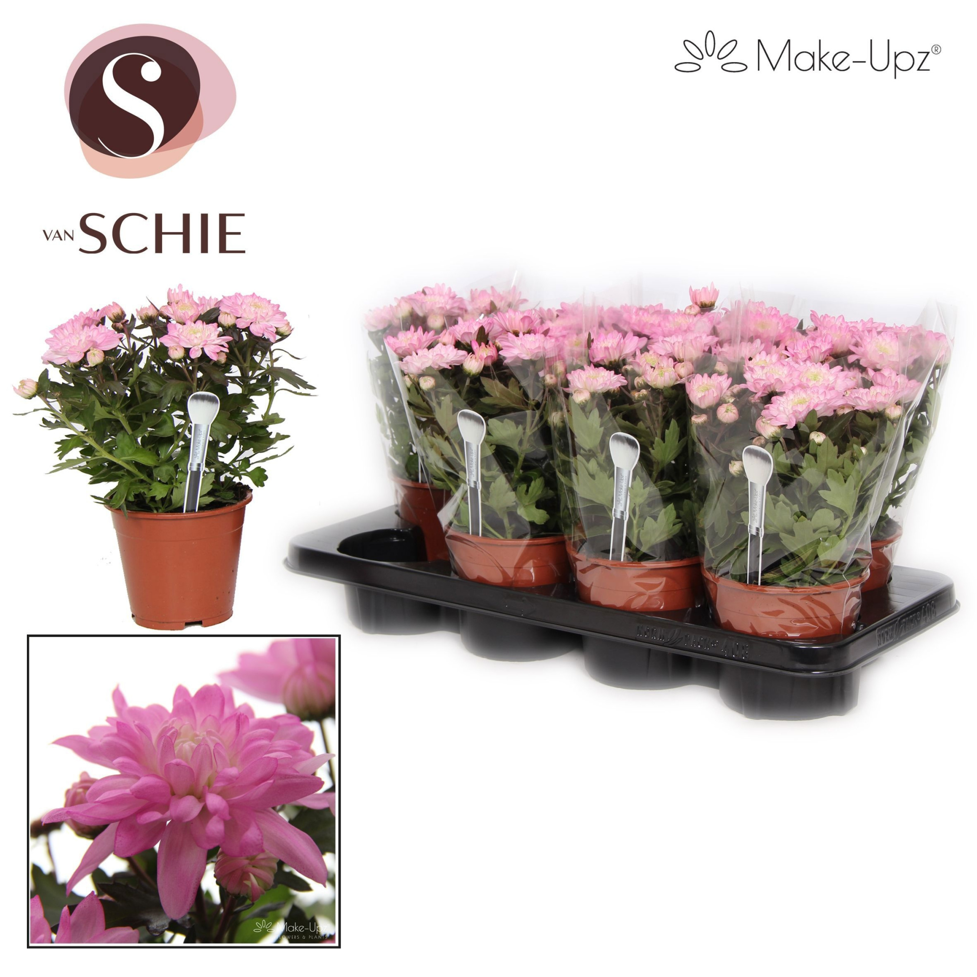 Ch Grandezza Make-Upz® UNO Pink, D 13