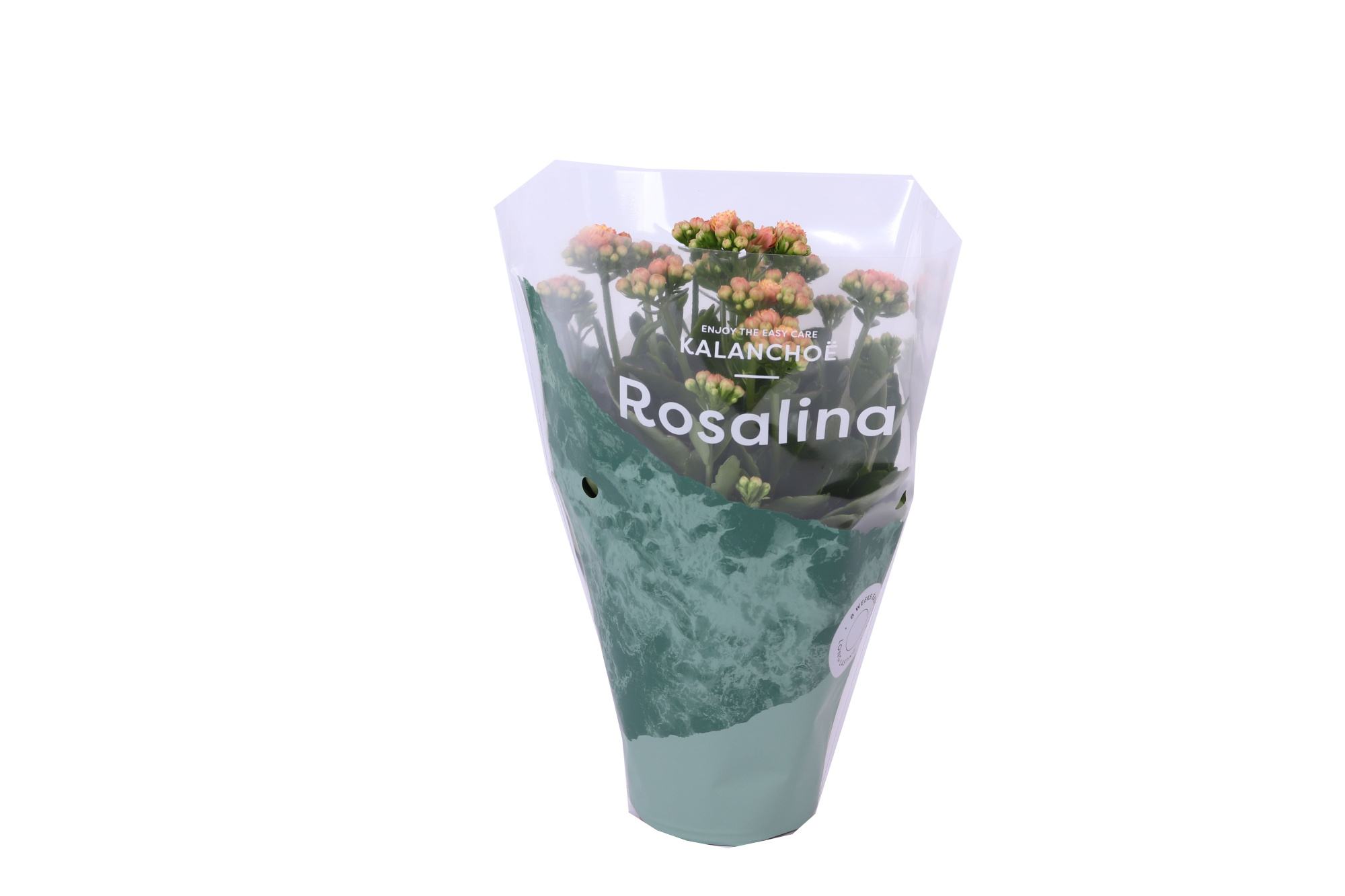 Kalanchoe Rosalina 12cm Don Feliz geel/rood, D 12