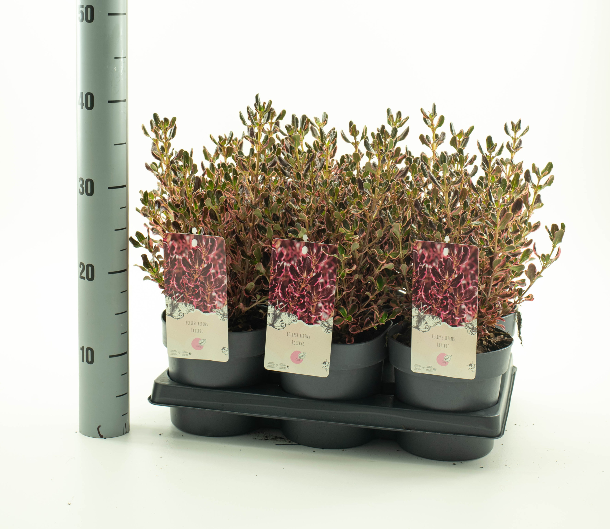 Coprosma 'Eclips', D 15 cm