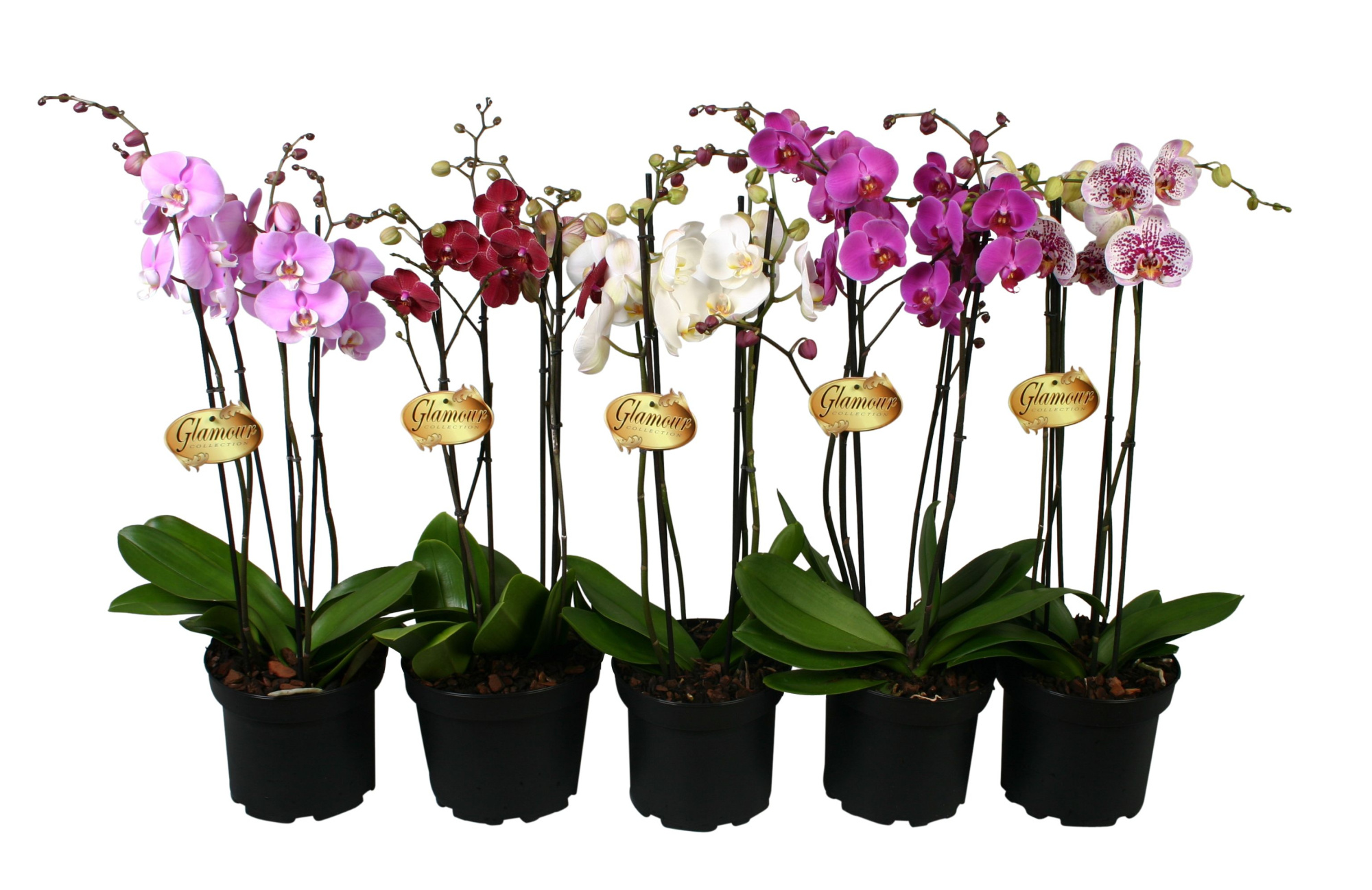 Phalaenopsis XXL 4 tk mix P23, D 23 cm