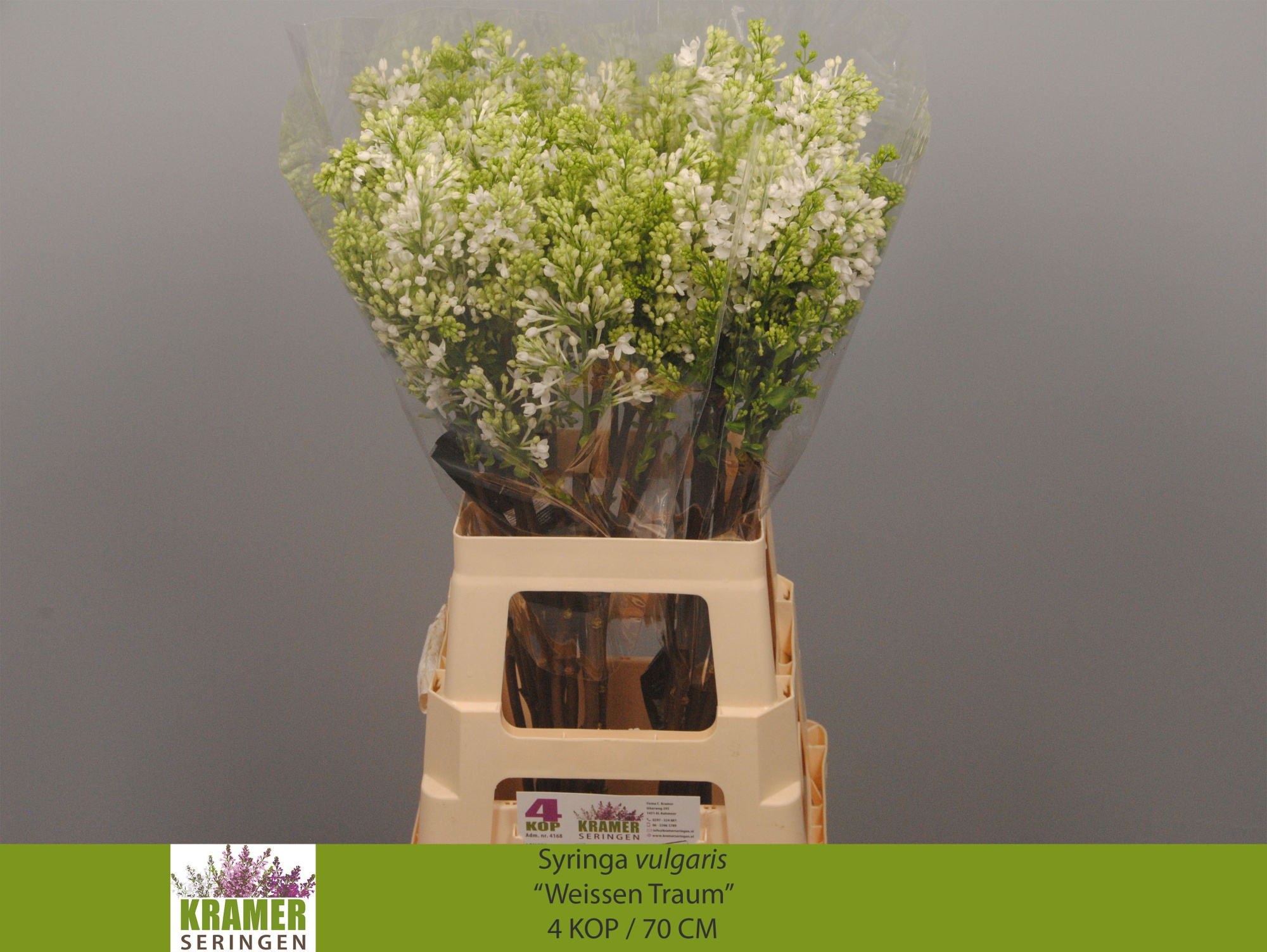 Сирень Энглер Вайс 70 (бел.), шт.