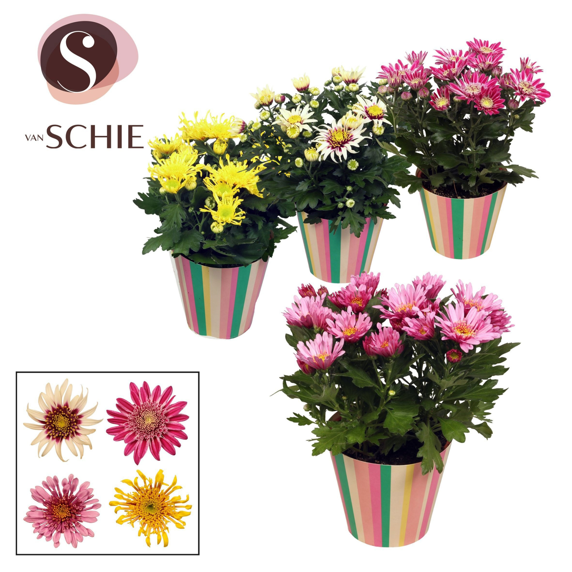 Ch Anemona Mix Potcover STRIPES, D 13 cm