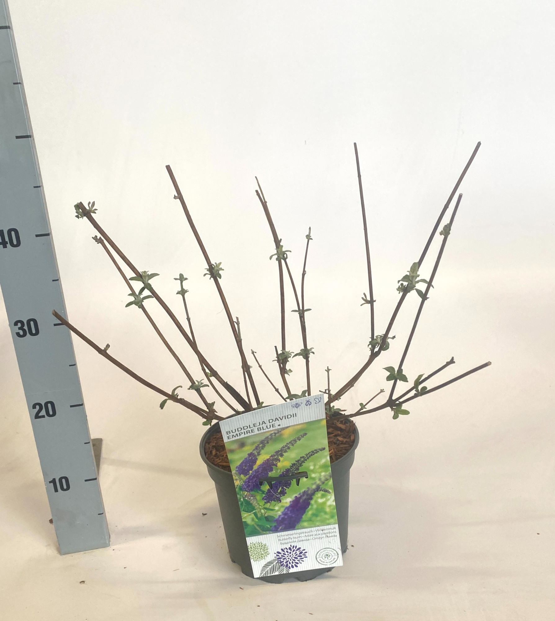 Buddleja davidii 'Empire Blue', D 19