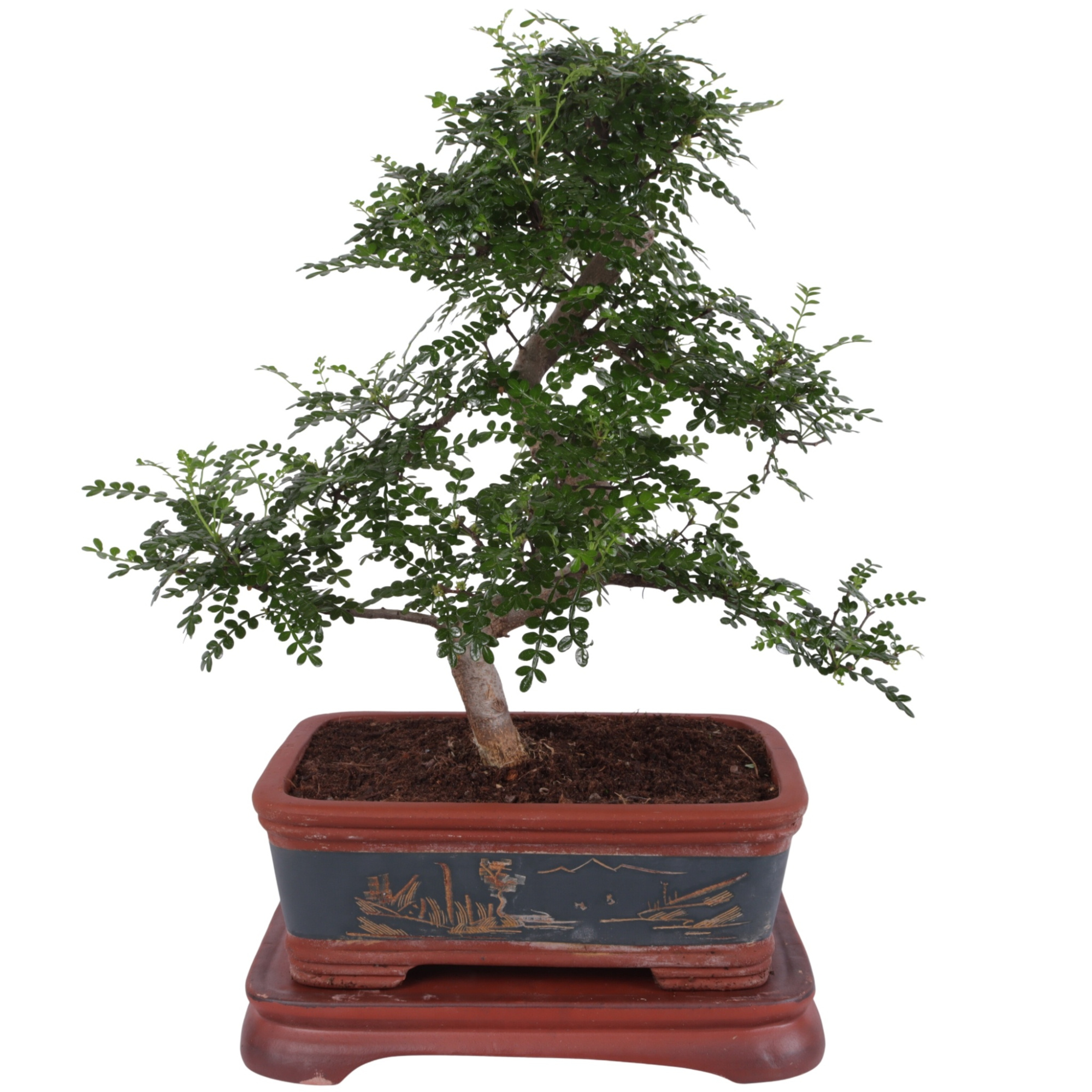 Bonsai Zanthoxylum in Ø40cm Ceramic Special Pot, D 40 cm