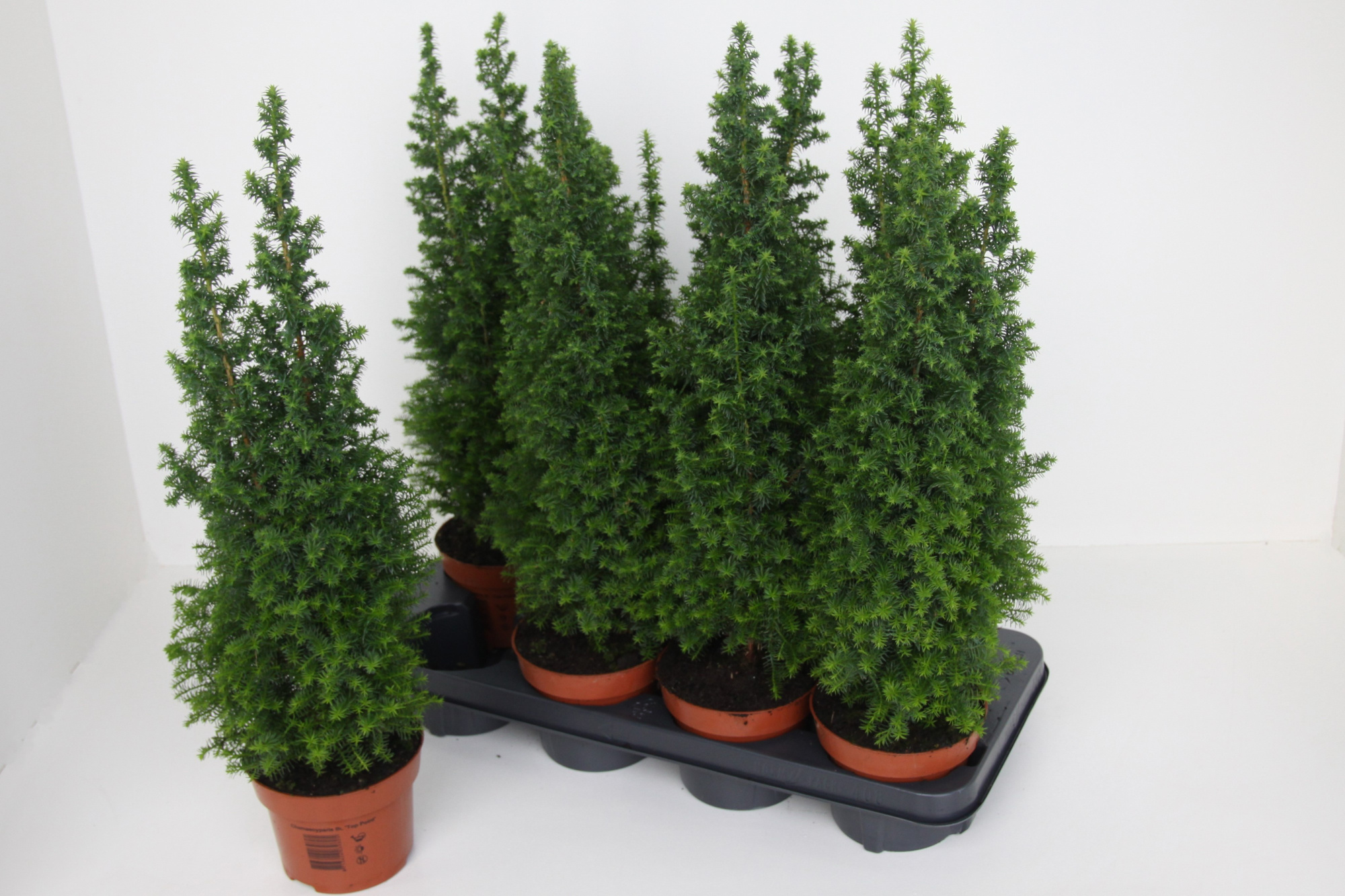 Chamaecyparis thyoides 'Top Point', D 13 cm