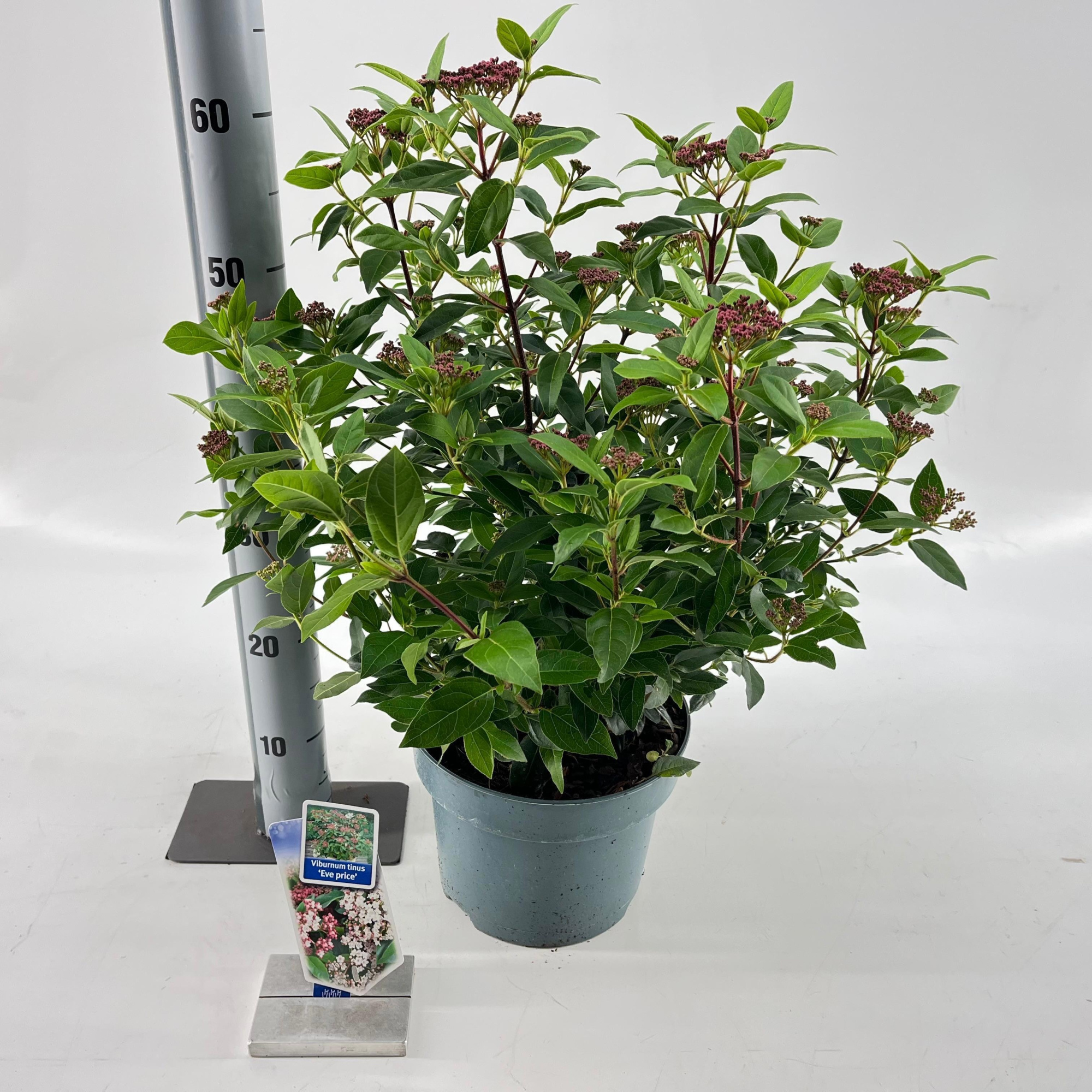 Viburnum tinus ‘Eve Price’, D 23 cm