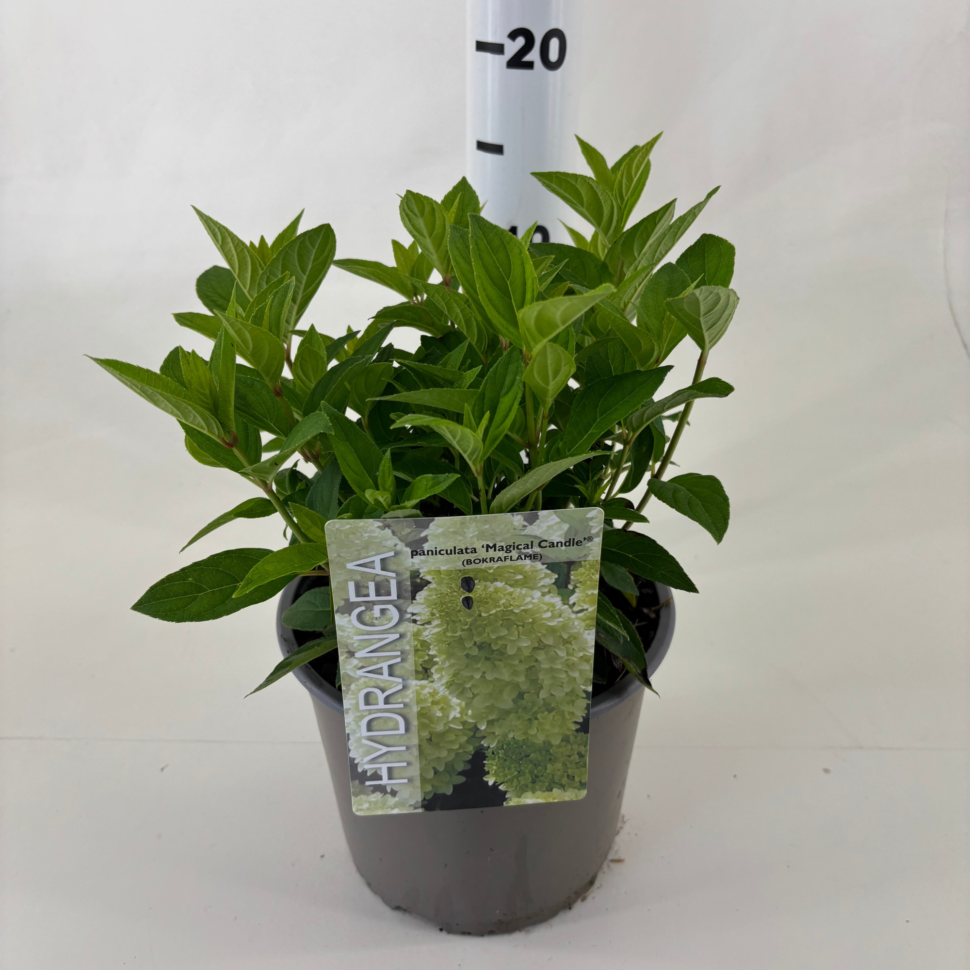 Hydrangea paniculata 'Magical Candle' ® (BOKRAFLAME), D 19 cm