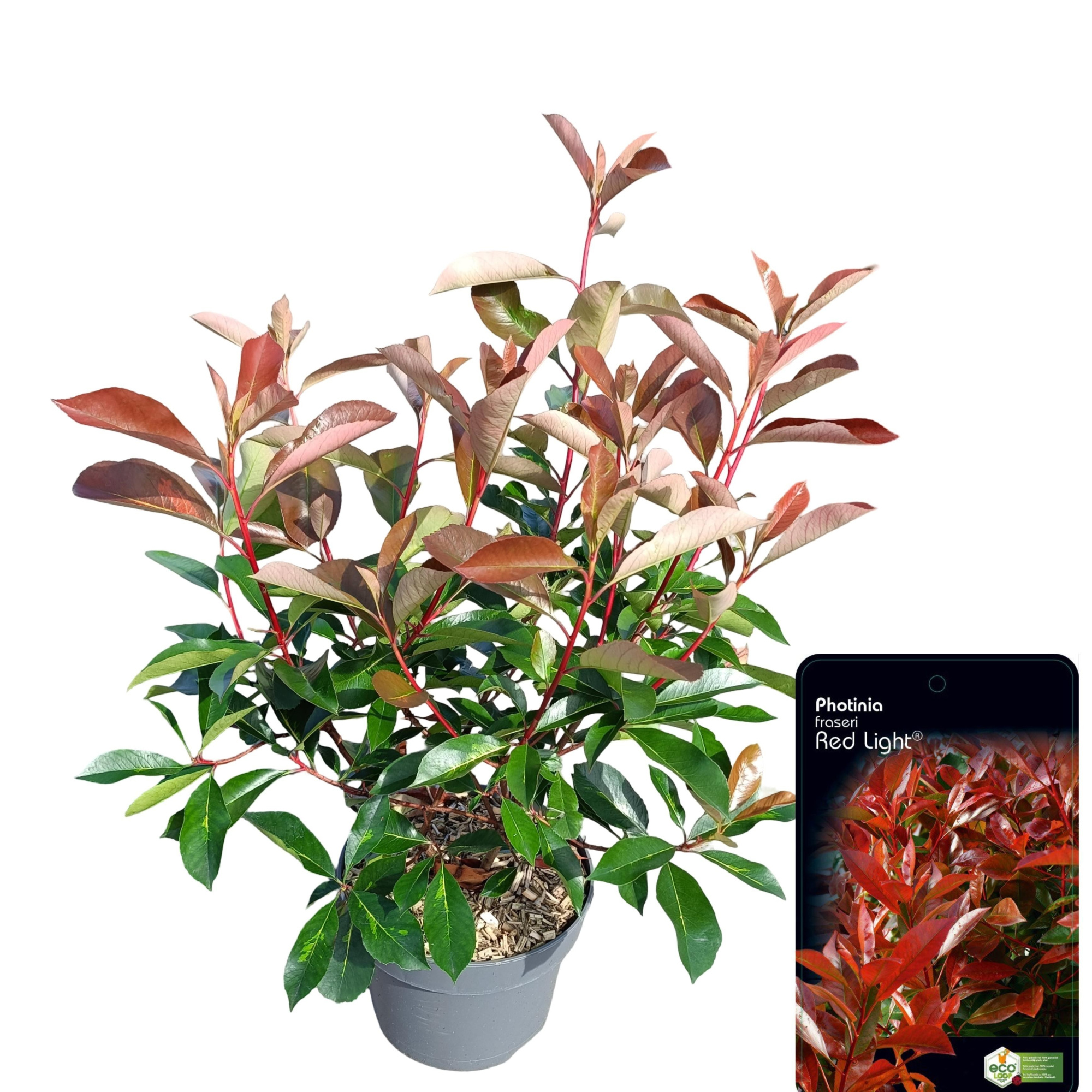 Photinia fraseri 'Red Light', D 23 cm