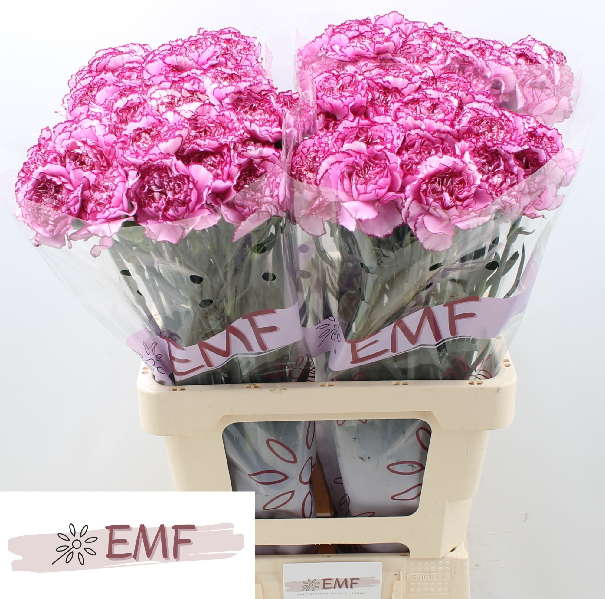 Диантус од. Роял Дамаскус, шт.