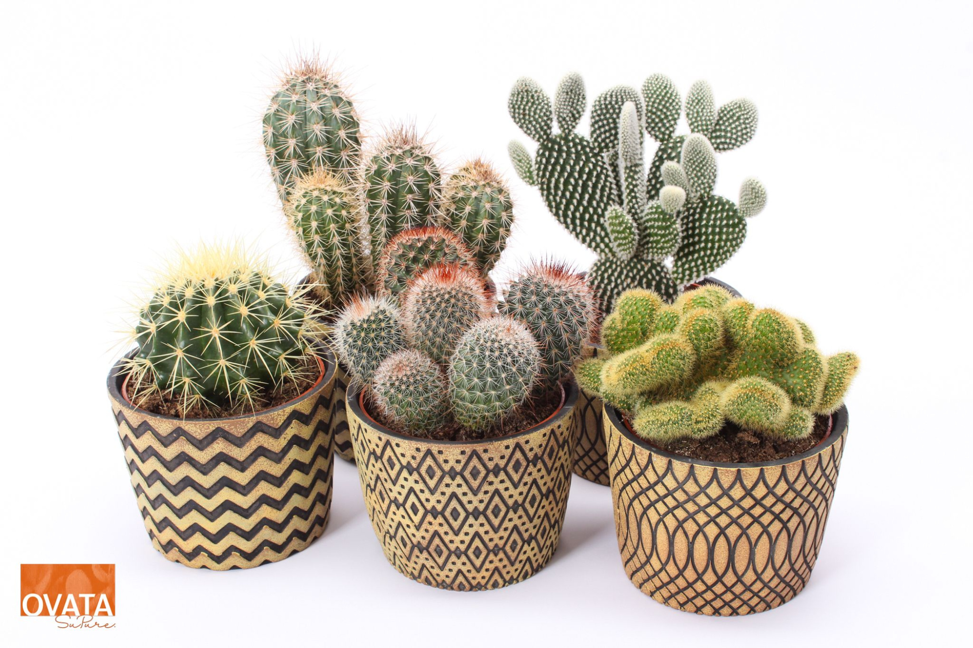 Cactus mix in Cancun 14 spines, D 14 cm