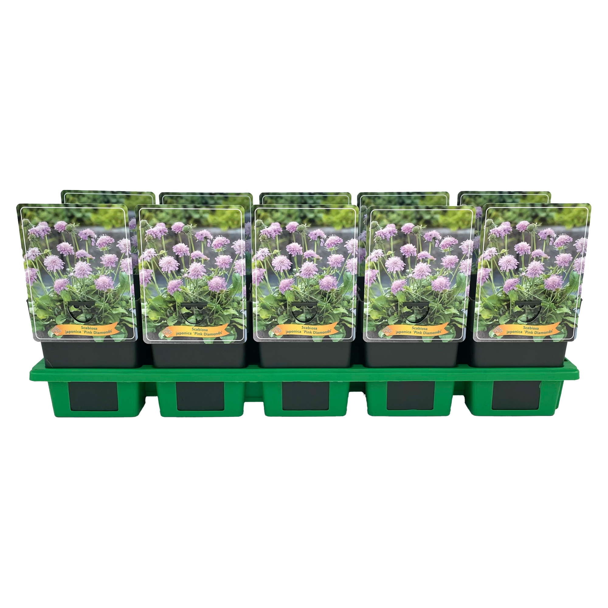 Scabiosa japonica 'Pink Diamonds' P11, D 11 cm