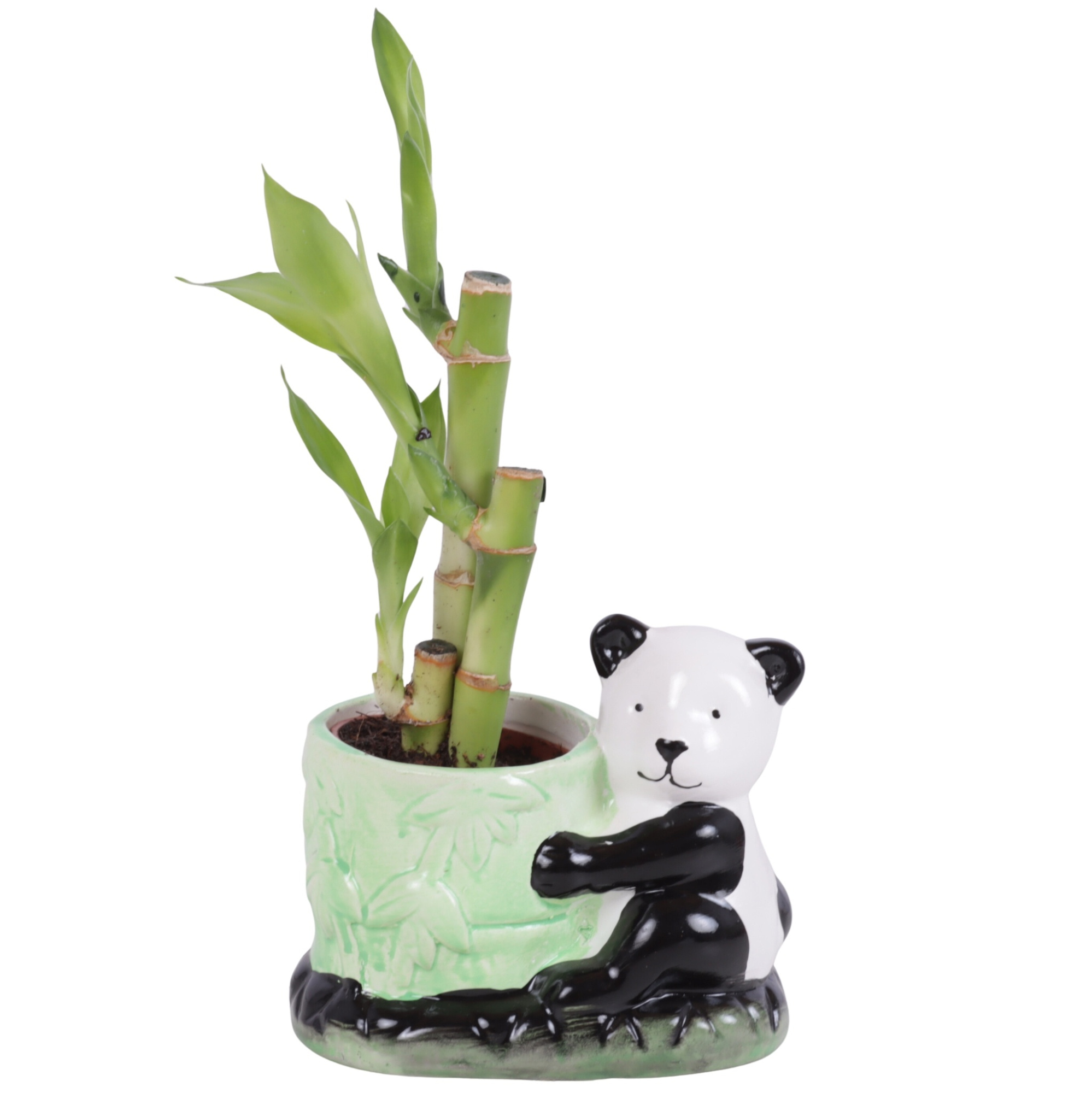 Lucky Bamboo Toef in Ceramic pot Panda Ø10cm, D 10