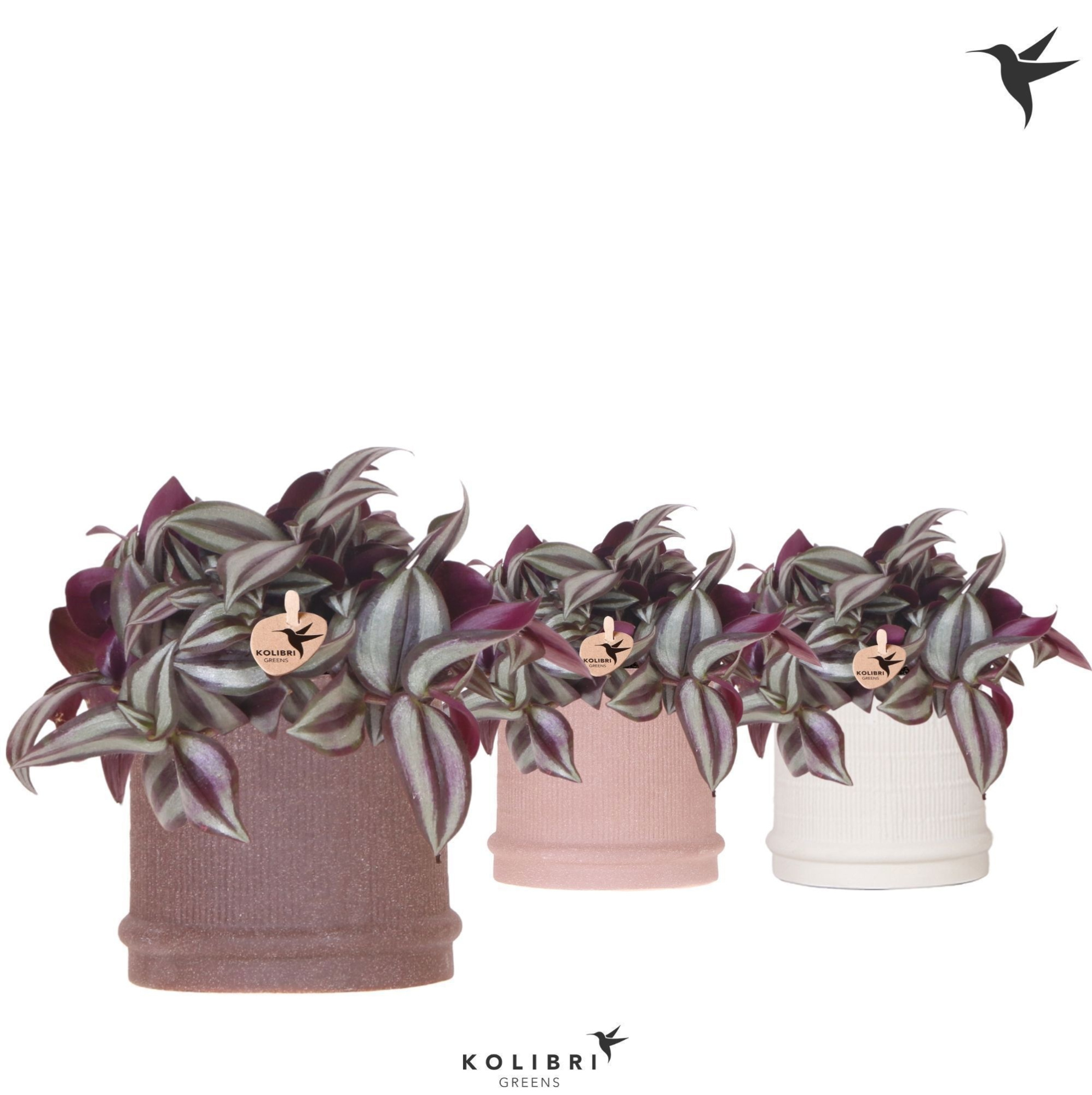Kolibri Greens Tradescantia Zebrina in Bali pot mix, D 9 cm