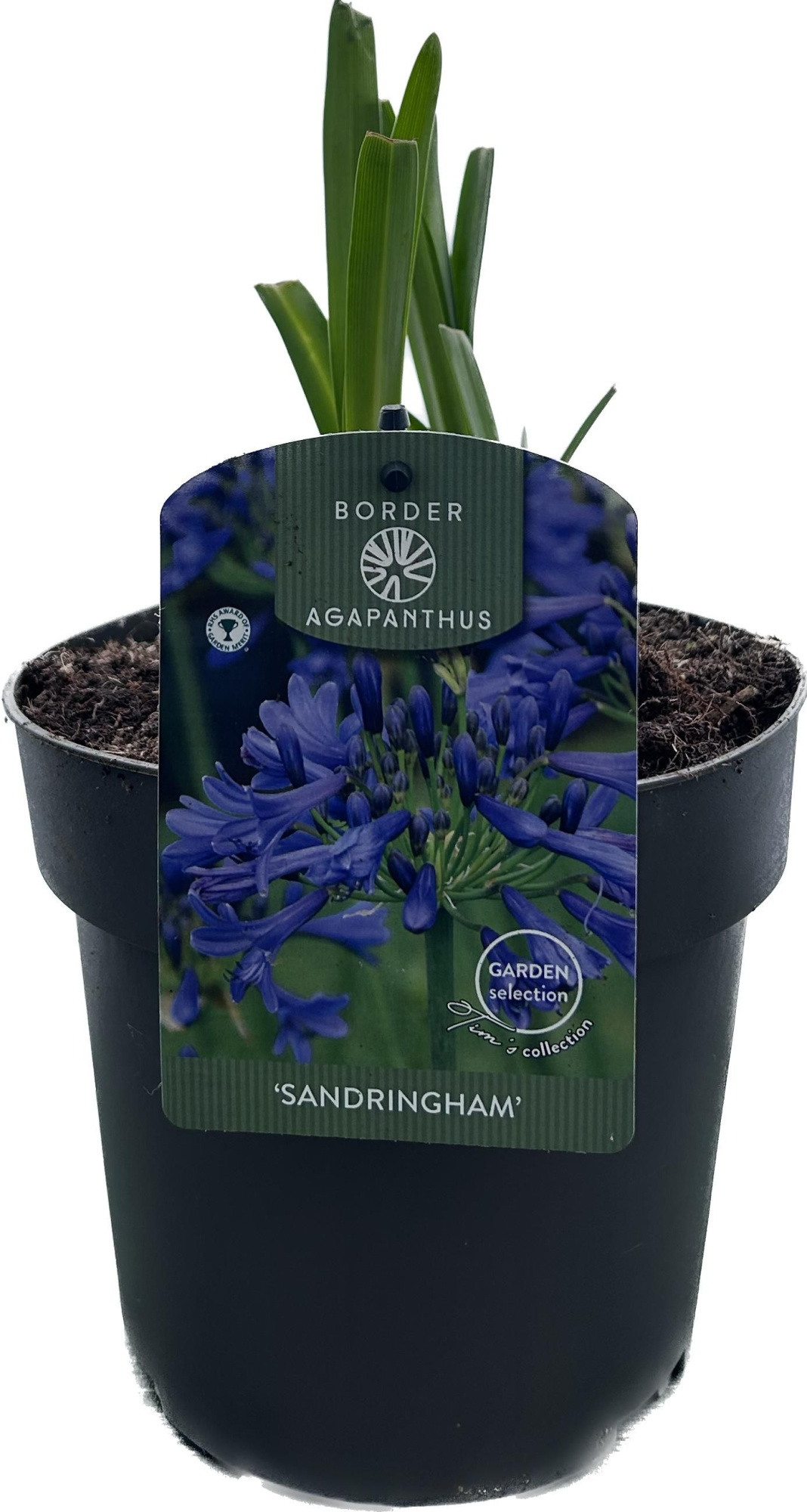 Agapanthus 'Sandringham' P17 GARDEN, D 17