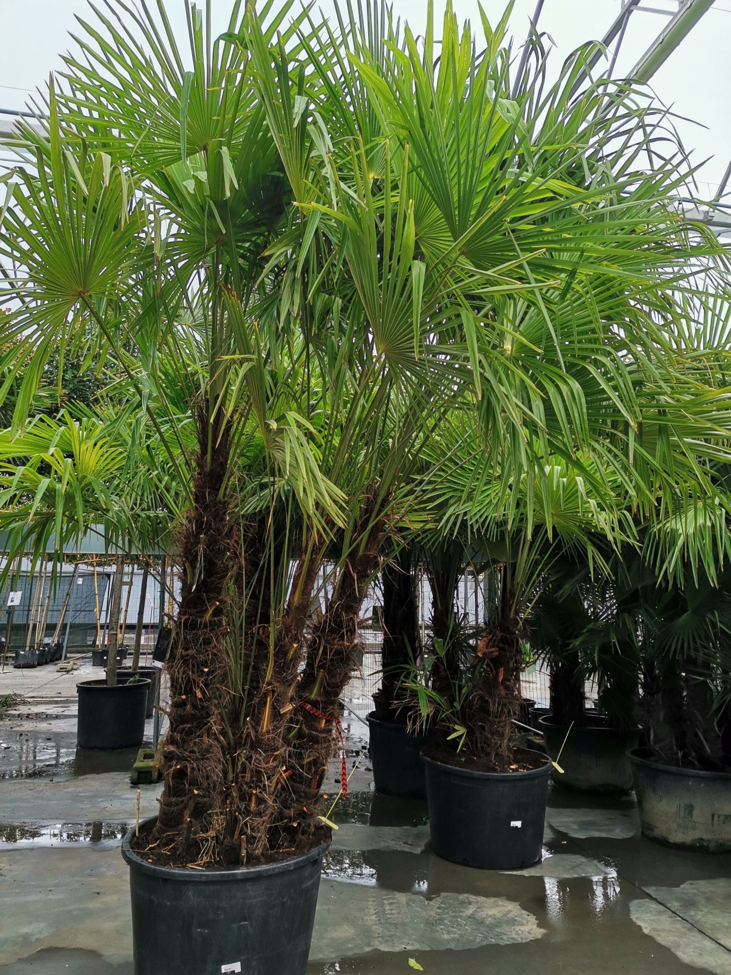 Trachycarpus fortunei, D 75 cm