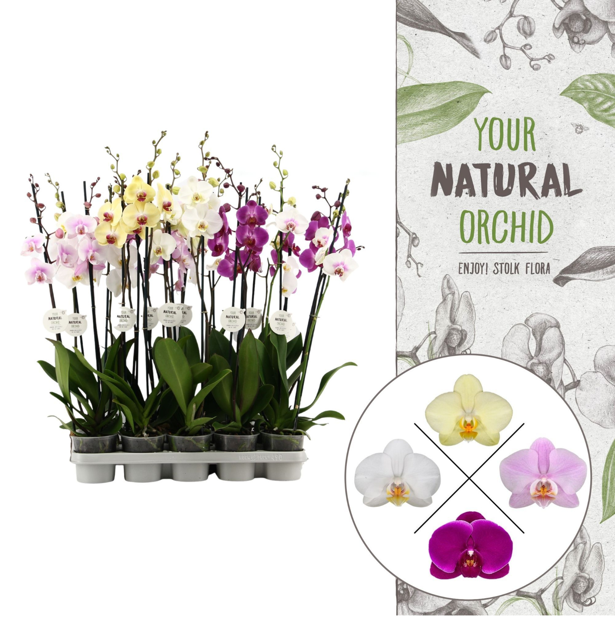 Your Natural Orchid | Mix 75cm | Phalaenopsis 2 spike, D 12 cm