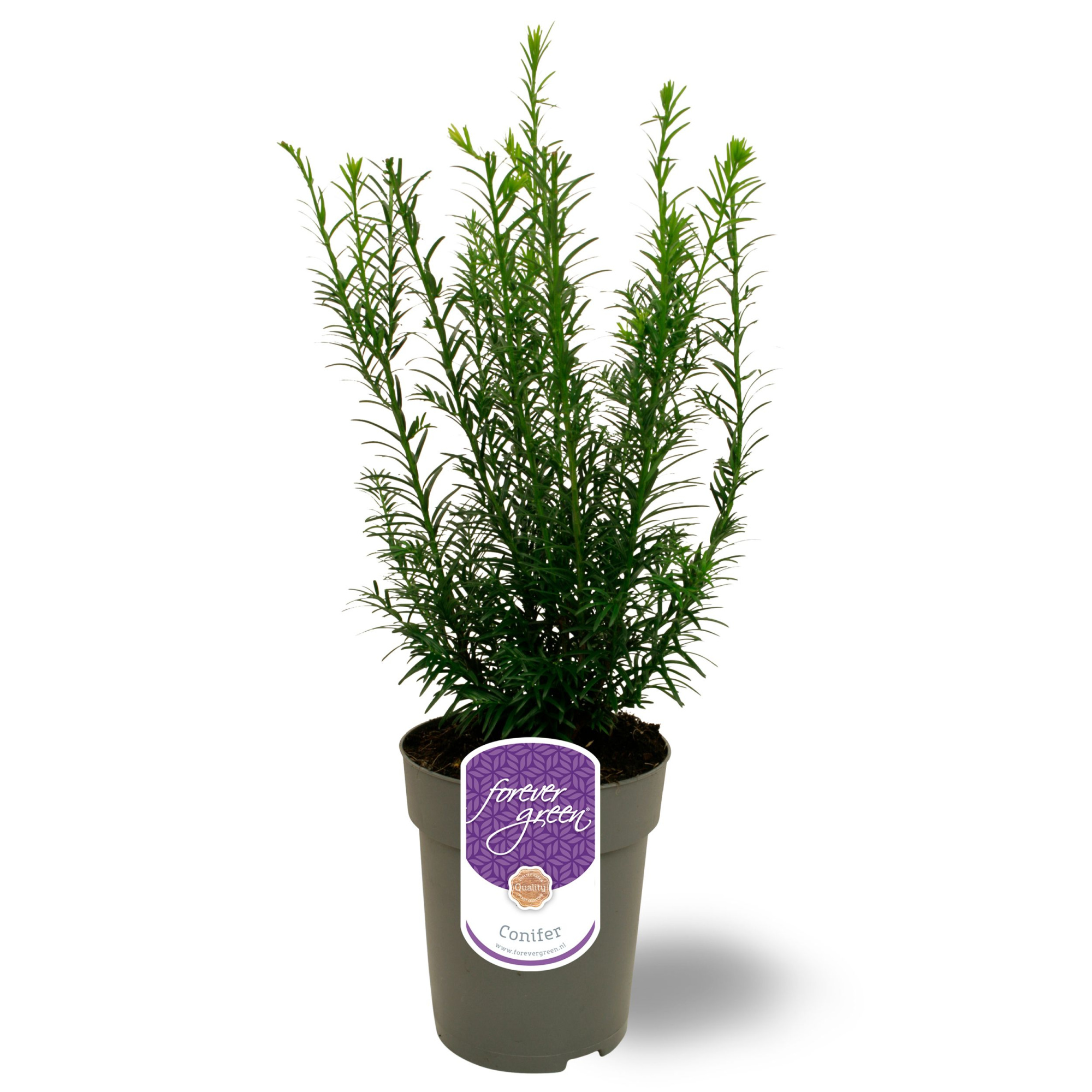 Taxus media 'Groenland' P15, D 15