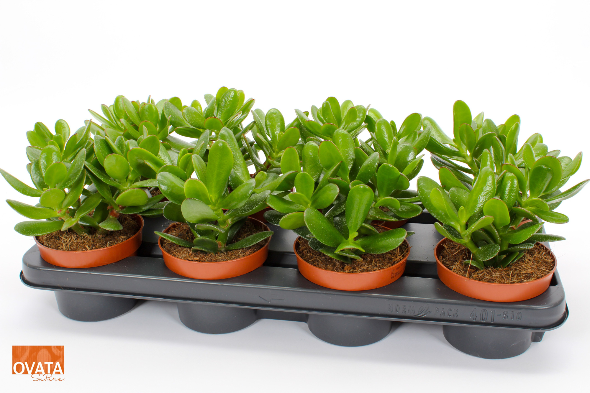 Crassula magical tree 12 WOODS, D 12 cm