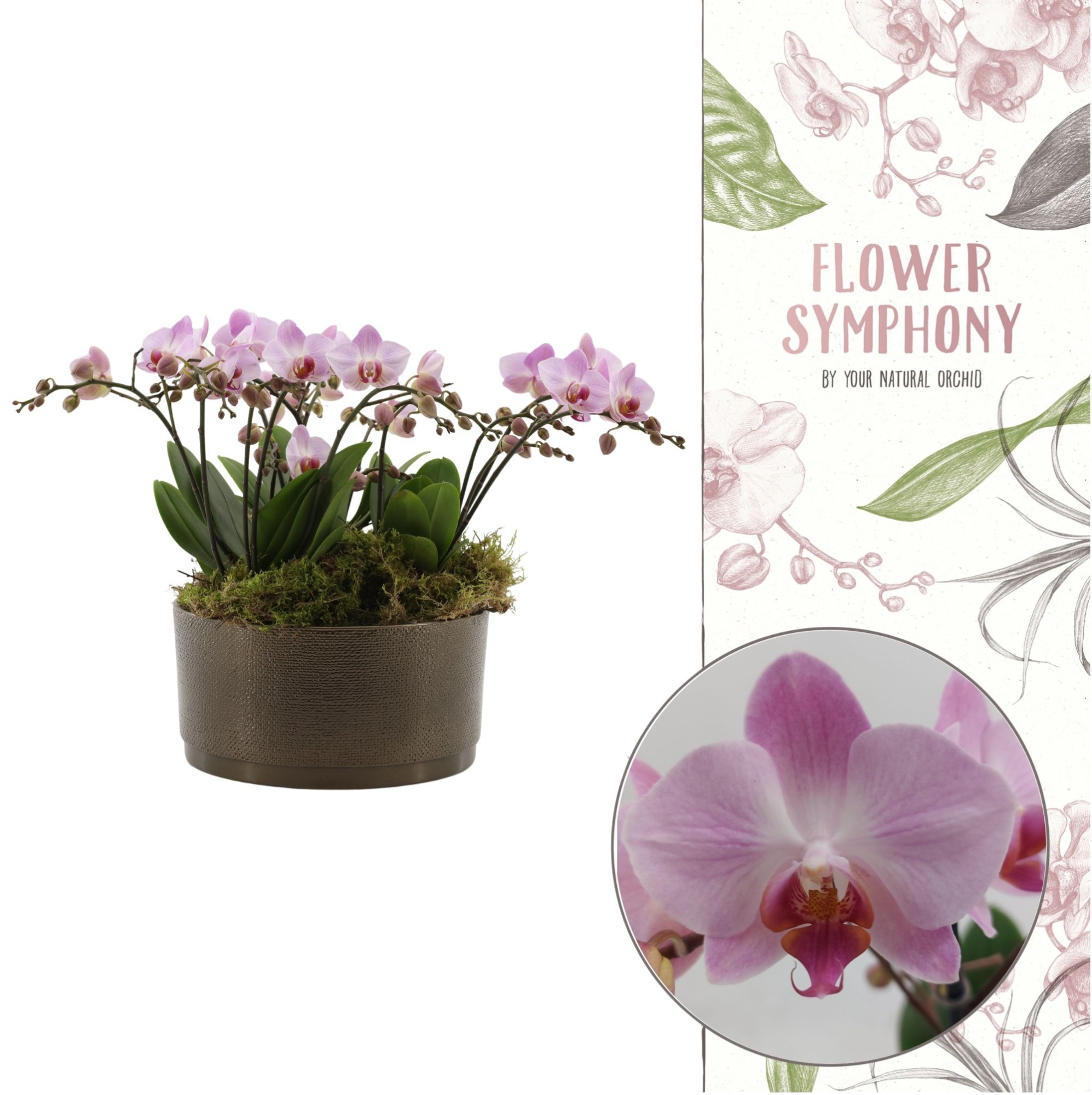 Flower Symphony | 3 x 5 tak Antwerp in Sarah Bowl, D 27 cm