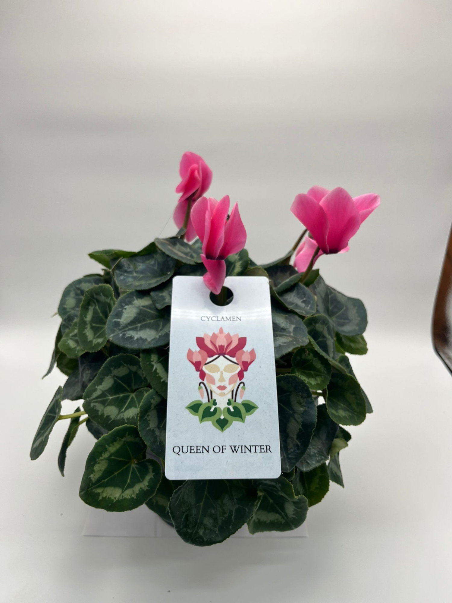 CYCLAMEN MAMMOTH PINK, D 19
