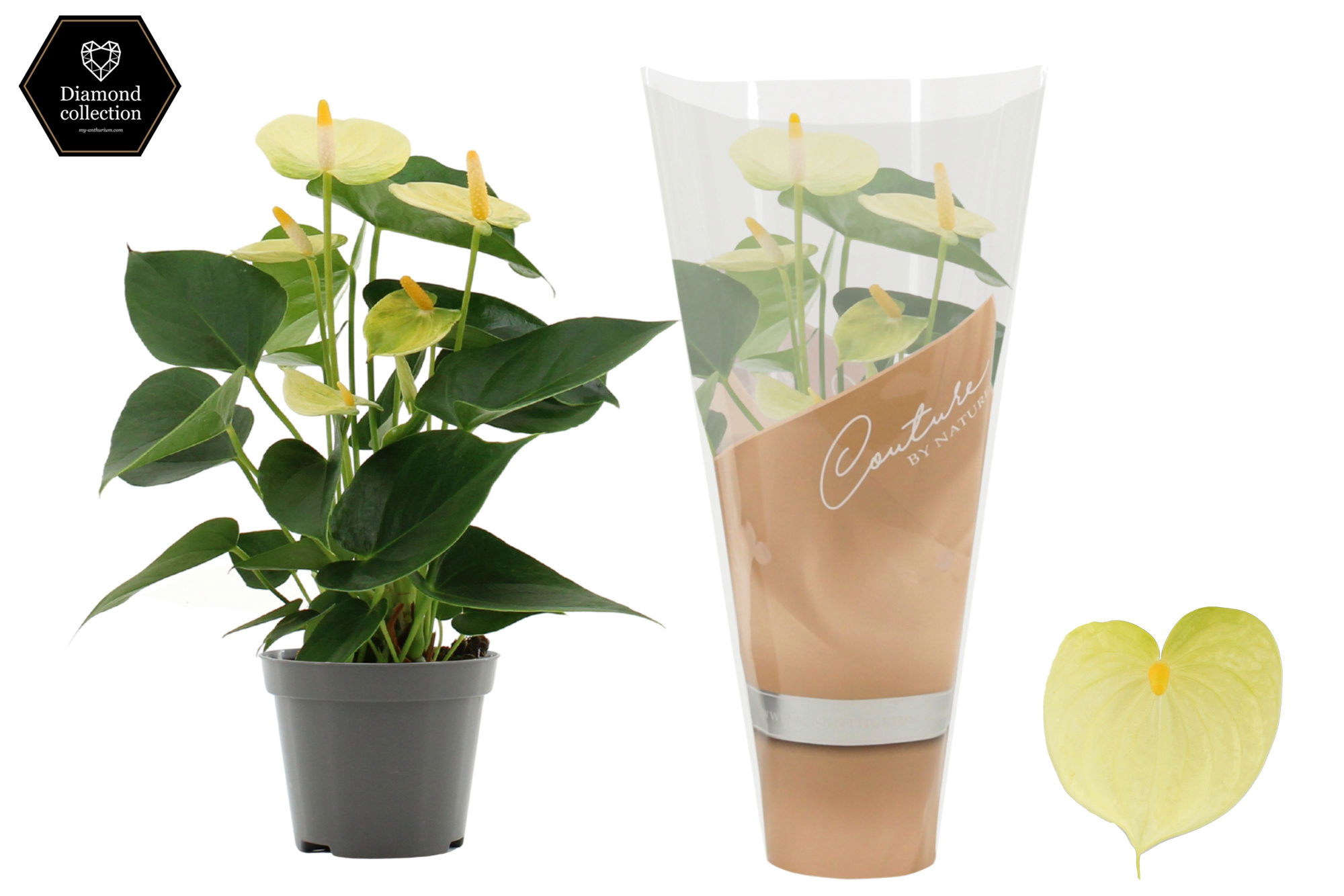 Anthurium 9 cm Vanilla in Couture sleeve, D 9