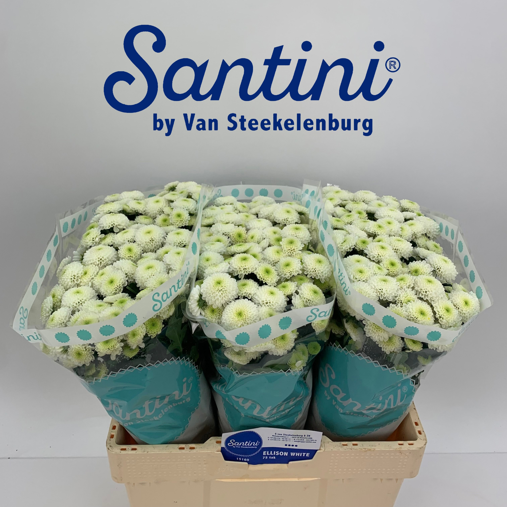 Сантини Ферри, шт.