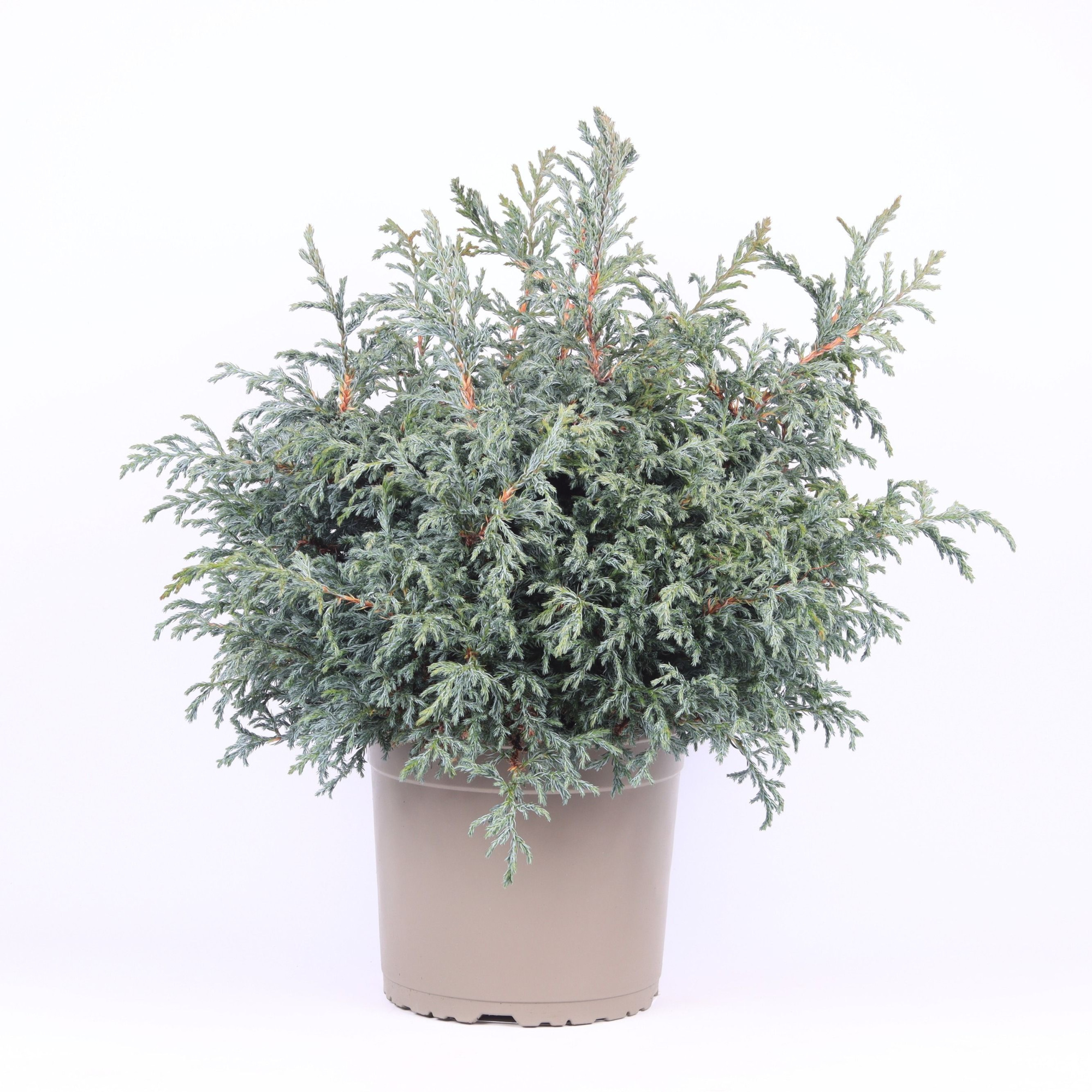 Chamaecyparis pisifera 'Baby Blue', D 23 cm