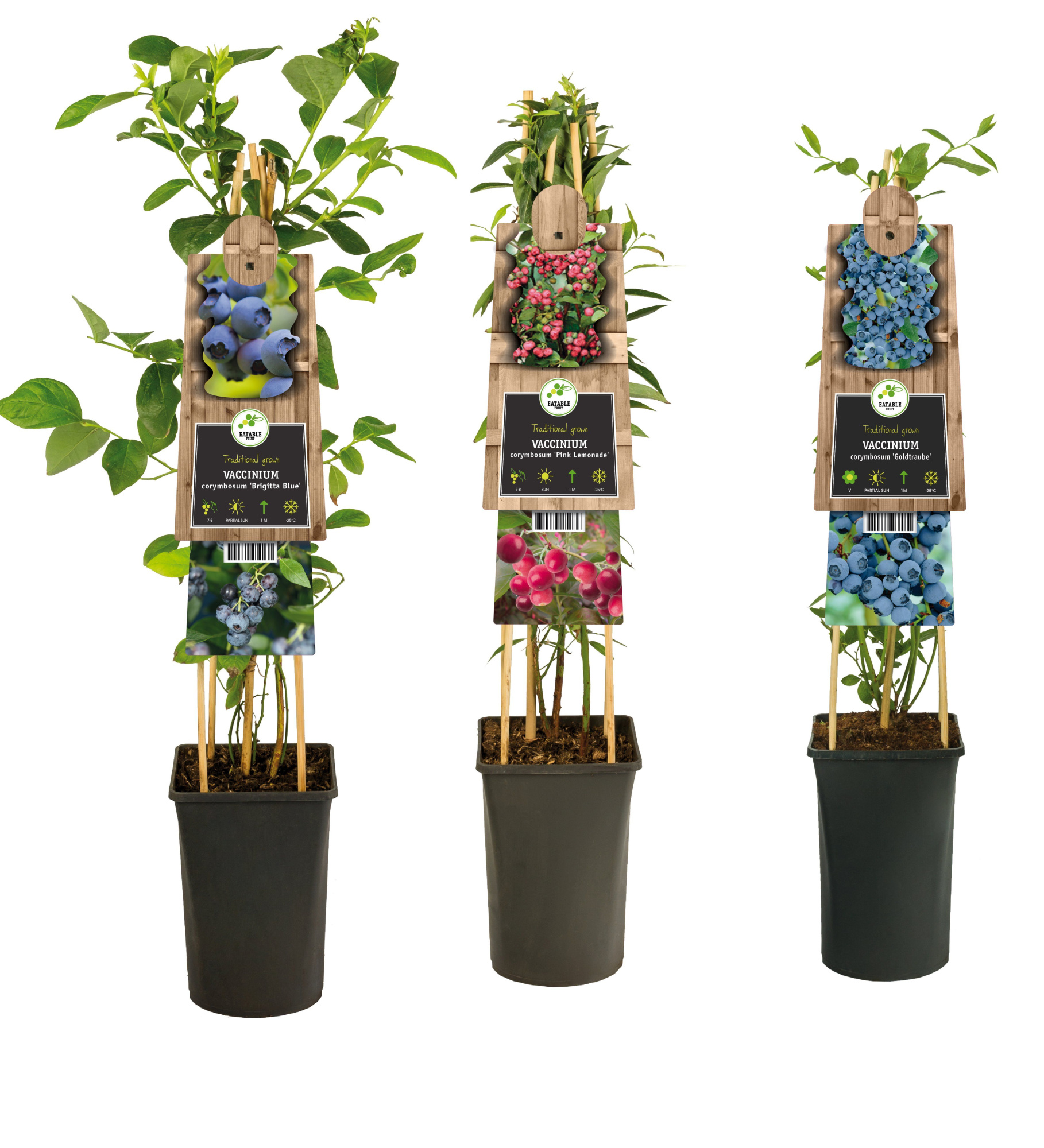 Mixtray Fruit, Vaccinium +3.0 label, D 17