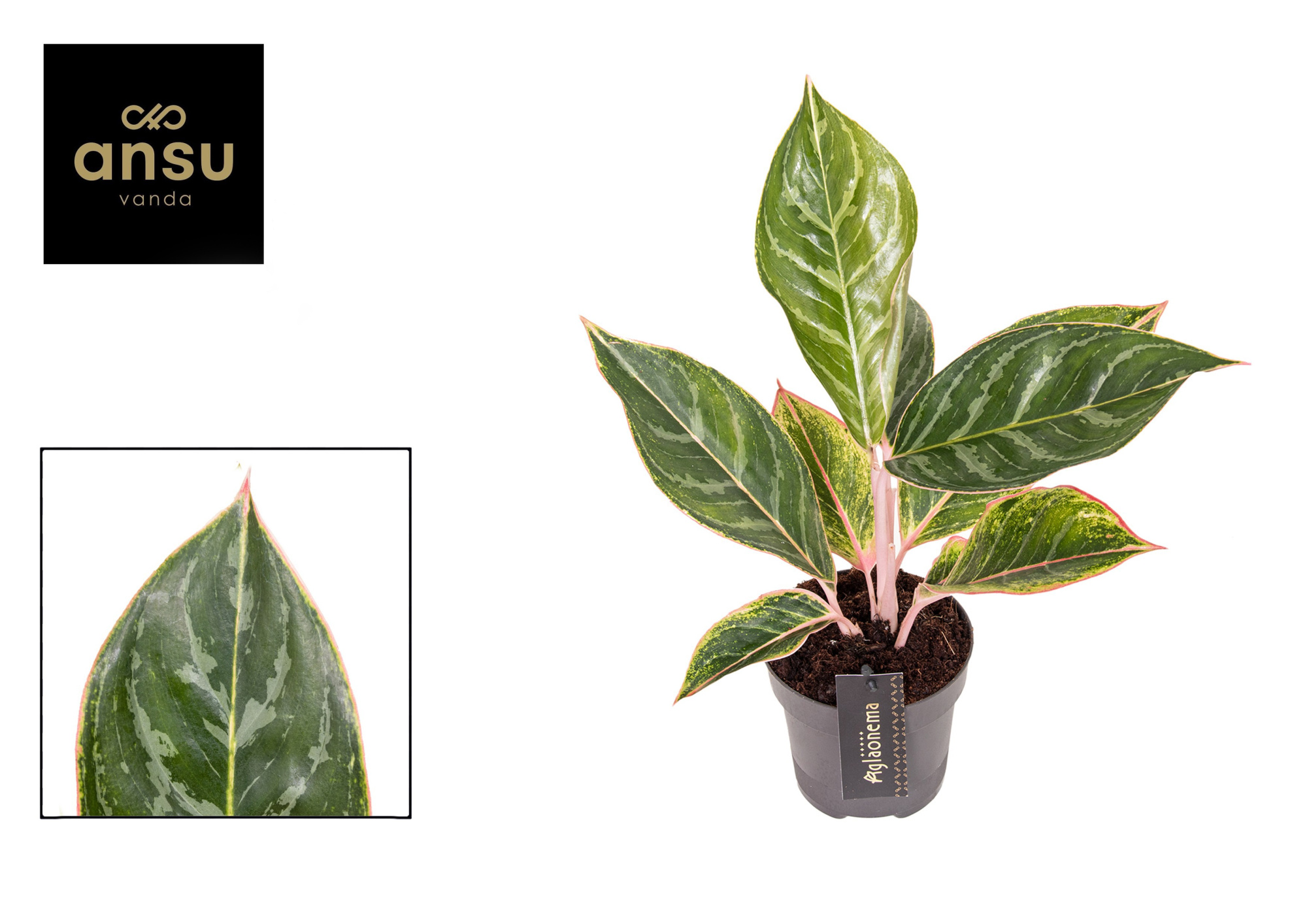 Aglaonema Jungle Shadows, D 12