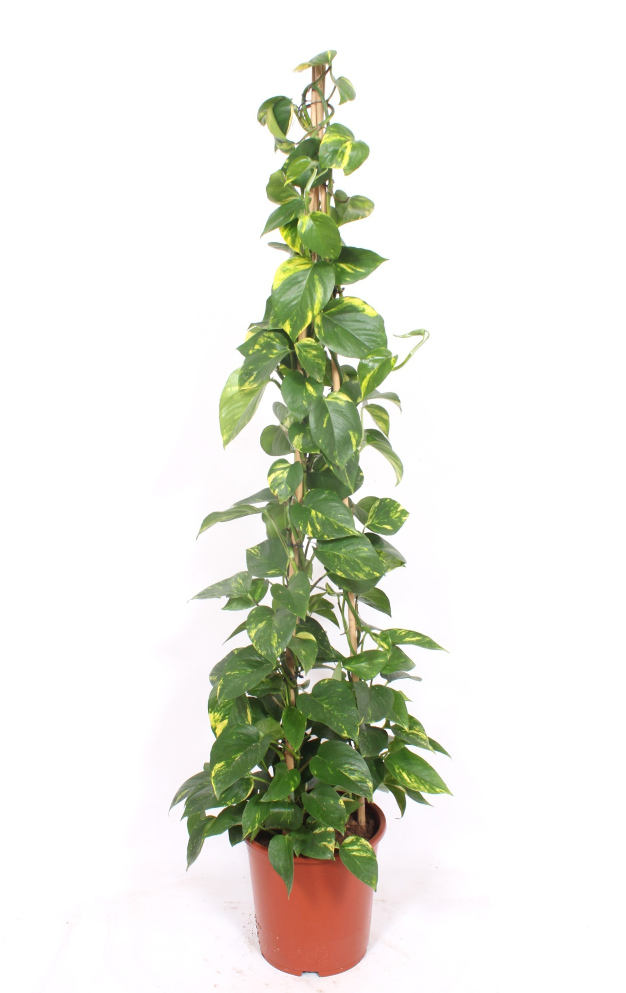 Epipremnum Aureum, D 27 cm