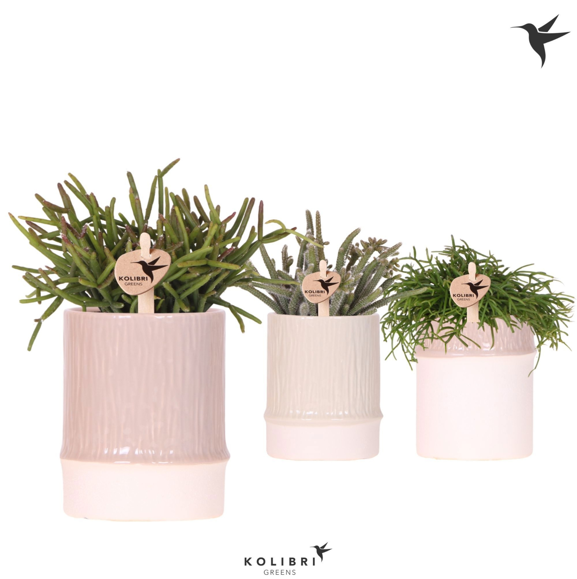 Kolibri Greens Rhipsalis mix in Bamboo pot mix, D 9 cm