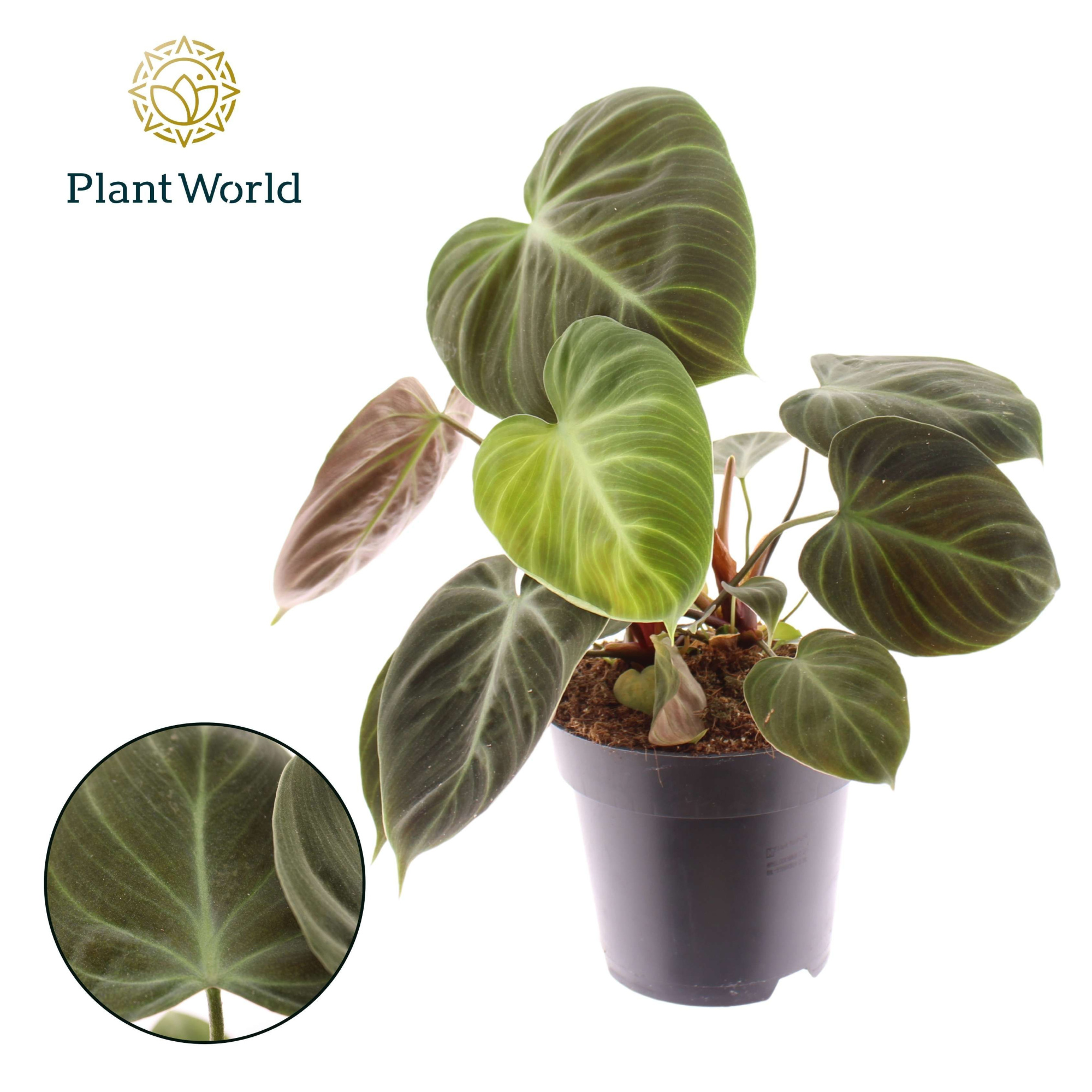 Philodendron Choco Red, D 14 cm