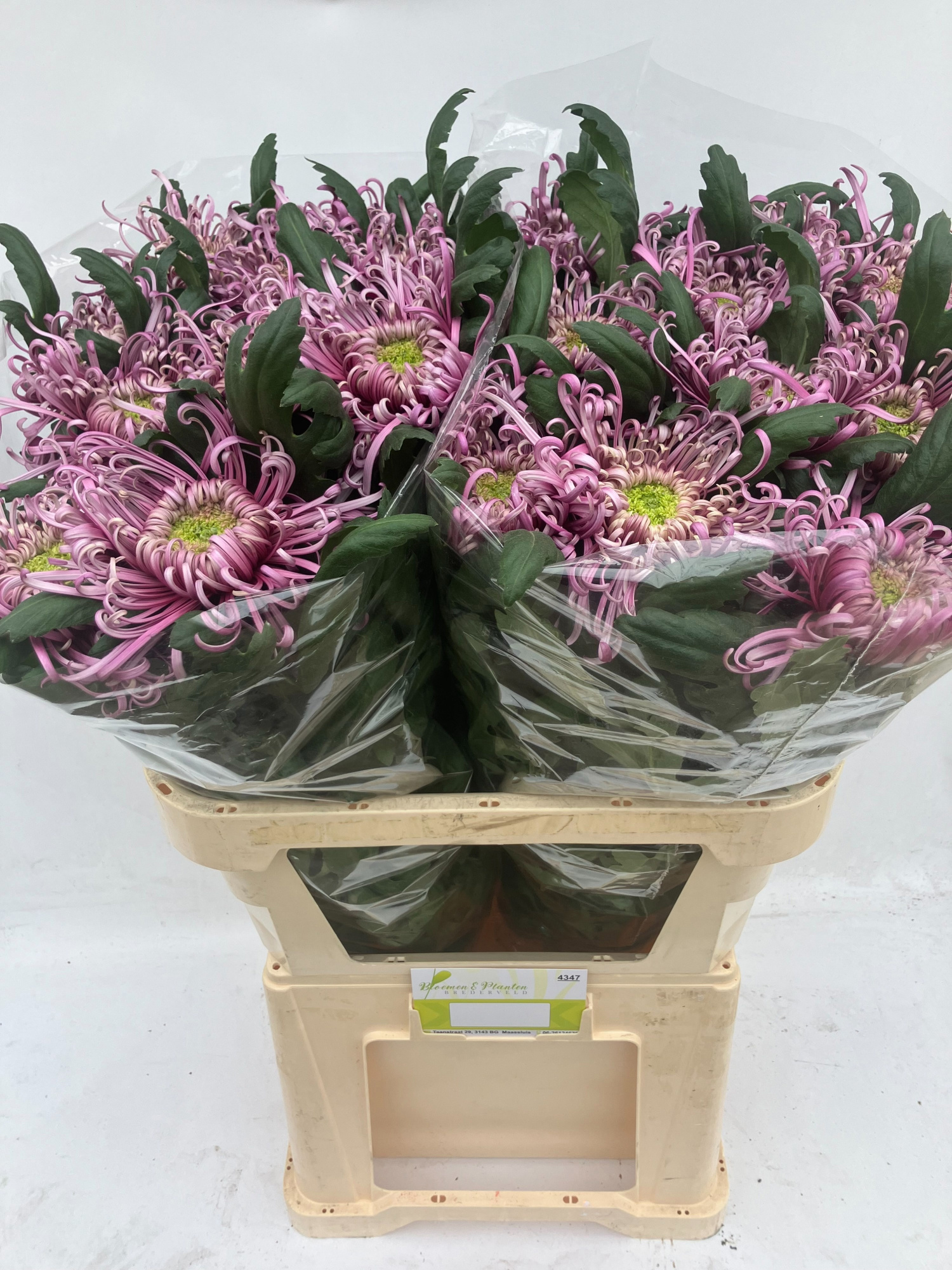 Хризантема од. Саратов 80, шт.