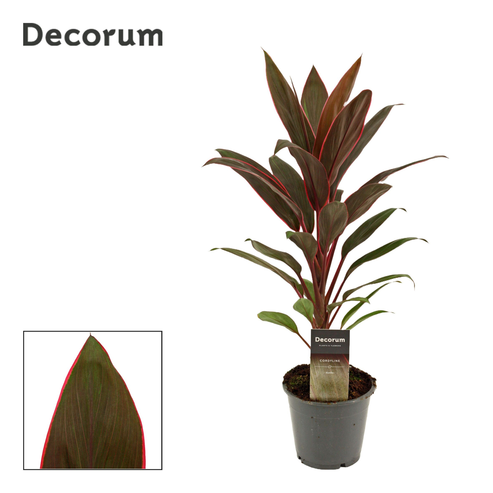 Cordyline Rumba 12 cm(Decorum), D 12 cm