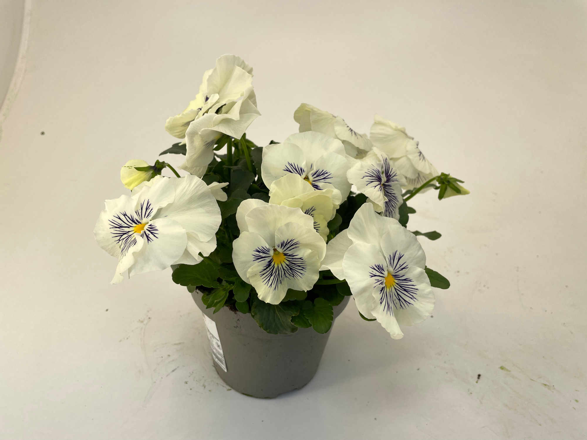 Viola wittrockiana 'Cats' white, D 13