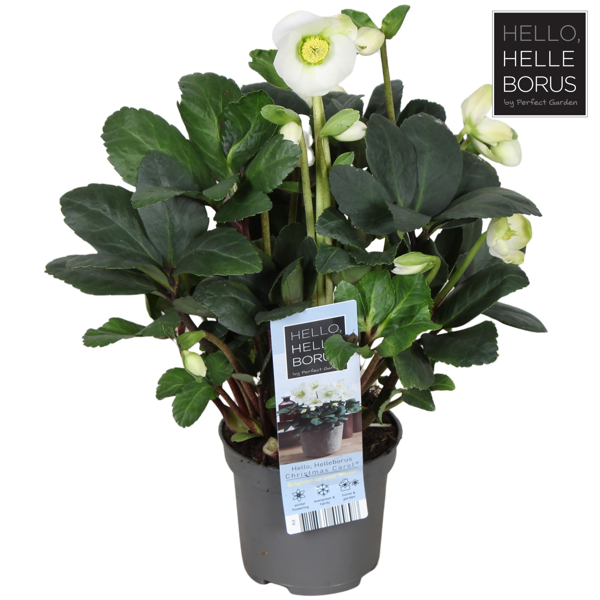 Helleborus niger 'Christmas Carol Early' XL P9, D 9 cm