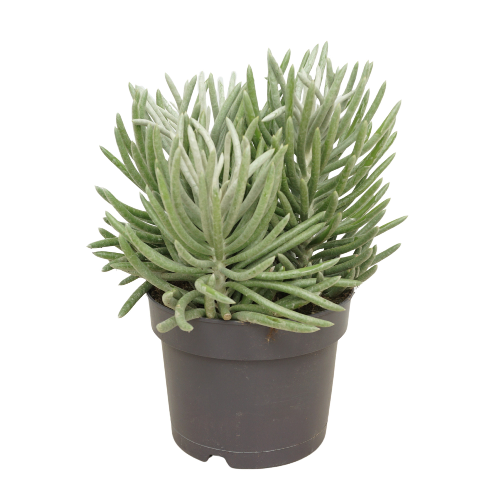 Senecio scaposus 17 cm, D 17