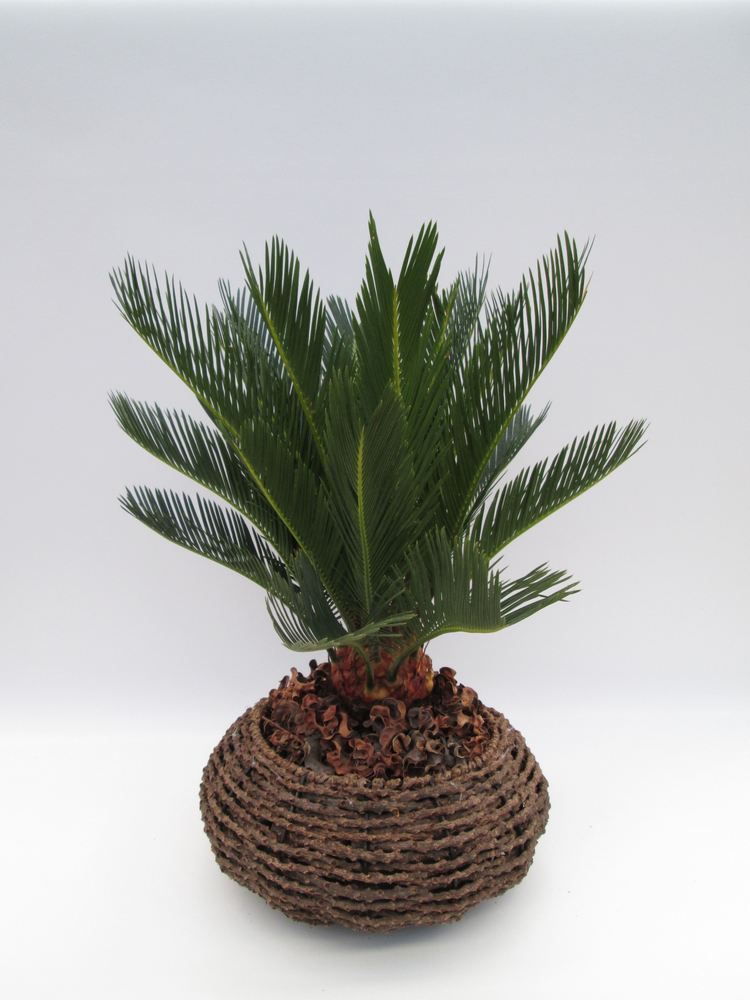 Cycas in gevlochten caryota mand, D 32 cm