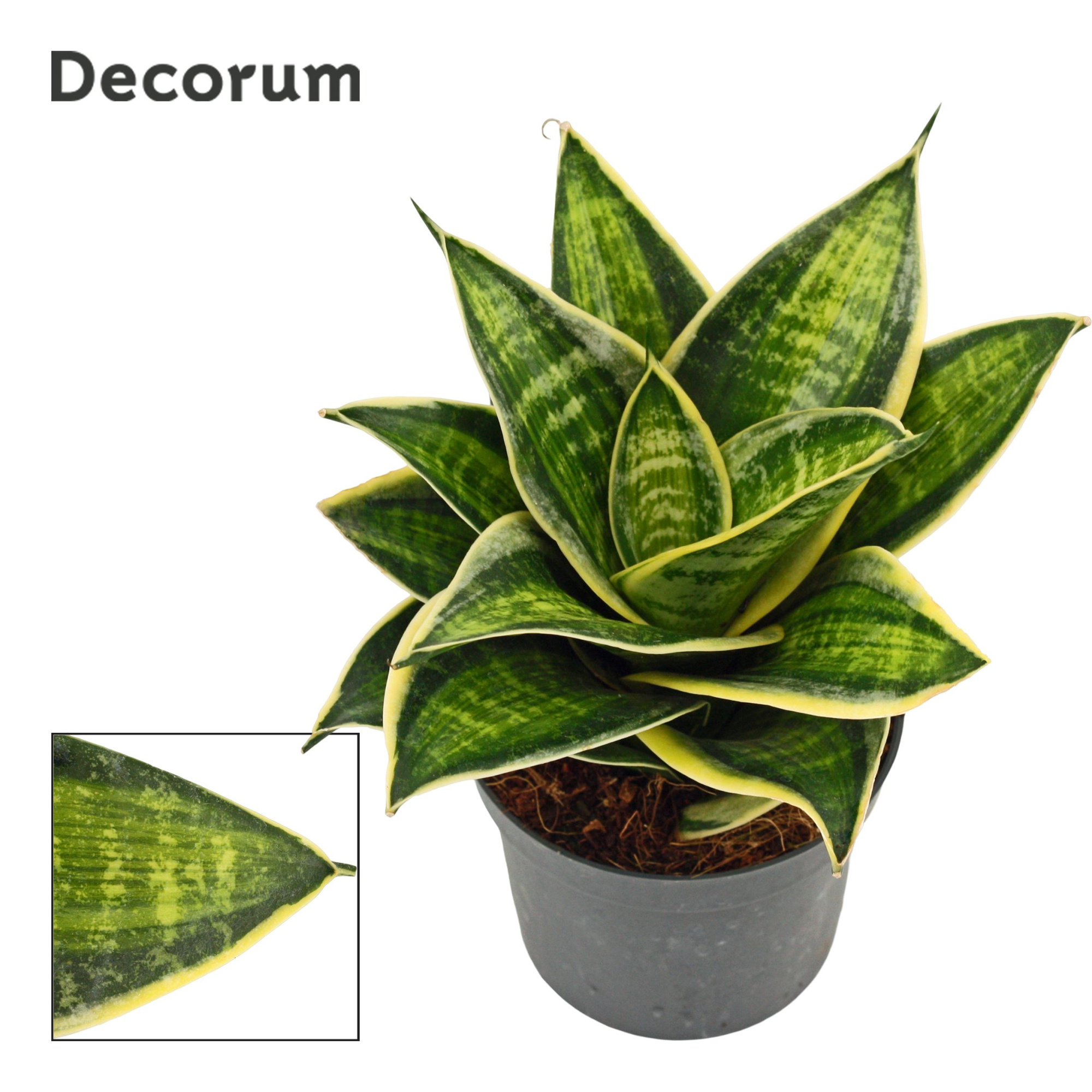Sansevieria hahnii 9 cm Superstar(Decorum), D 9 cm