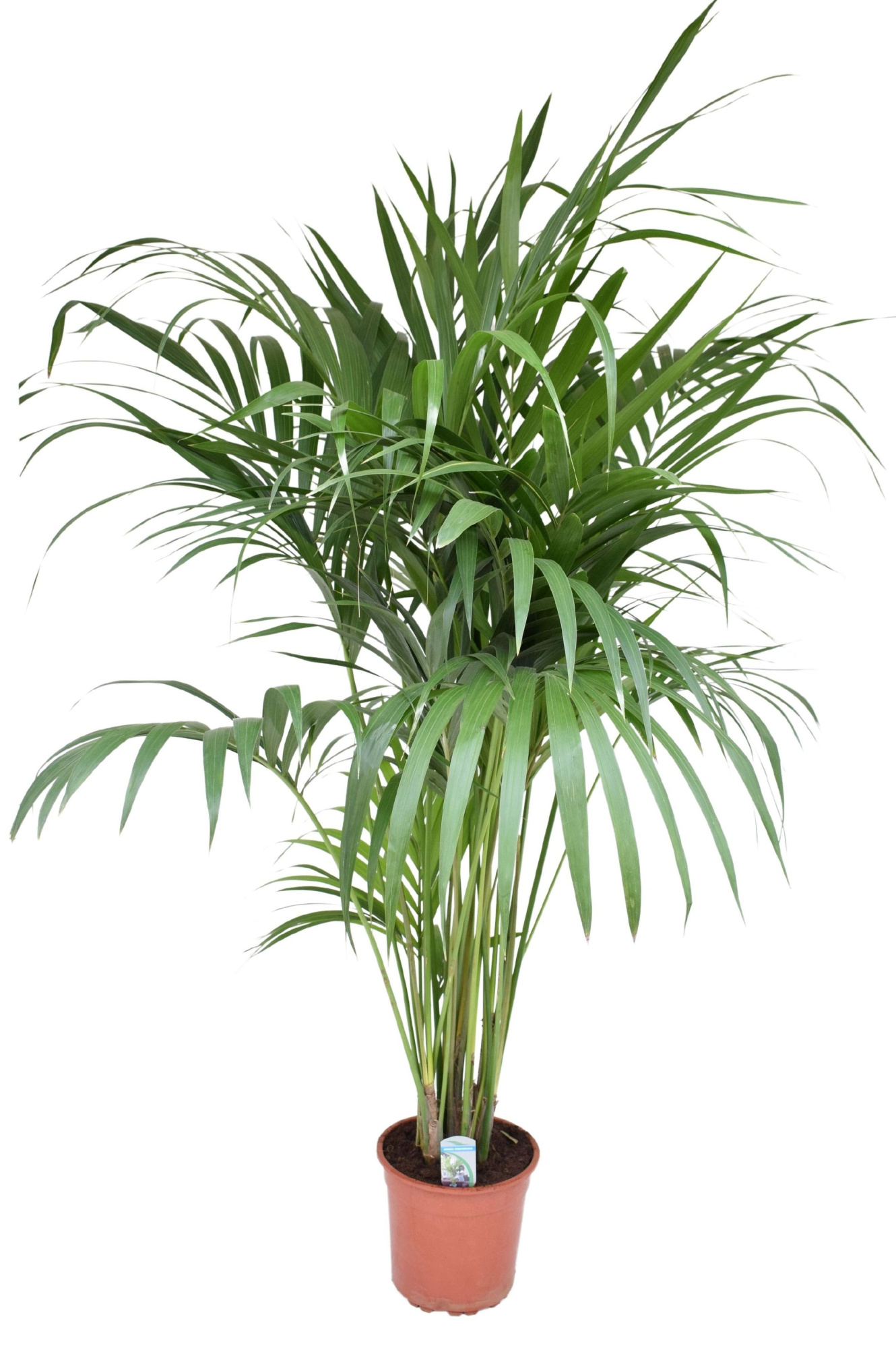 Howea forsteriana P27 H190, D 27