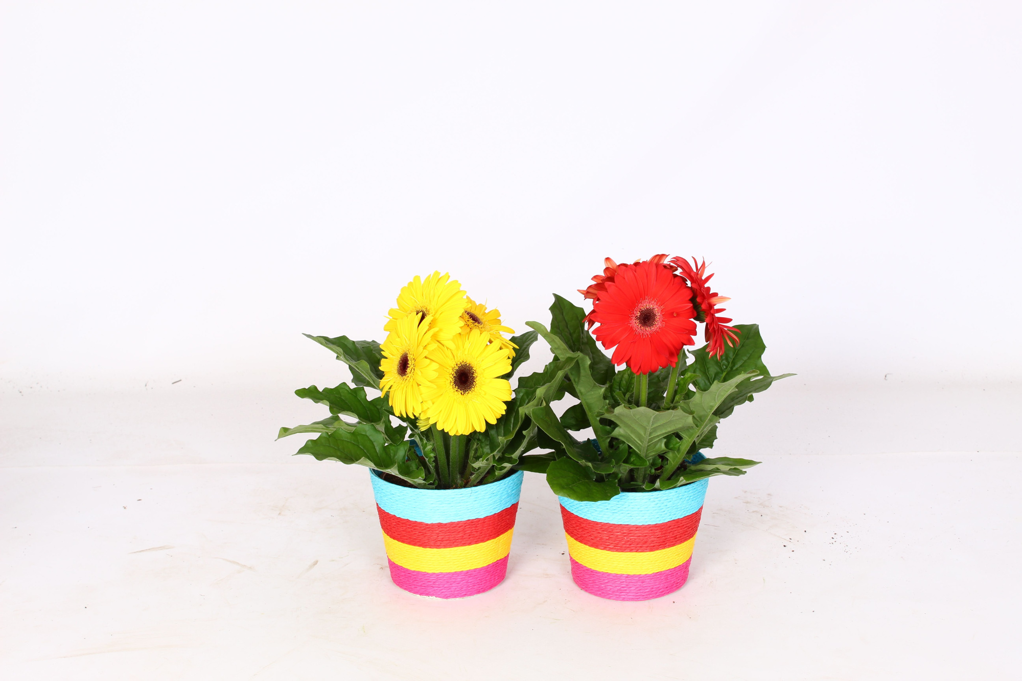 Gerbera gemengd 2+ in gestreepte mand mulitcolour, D 12 cm