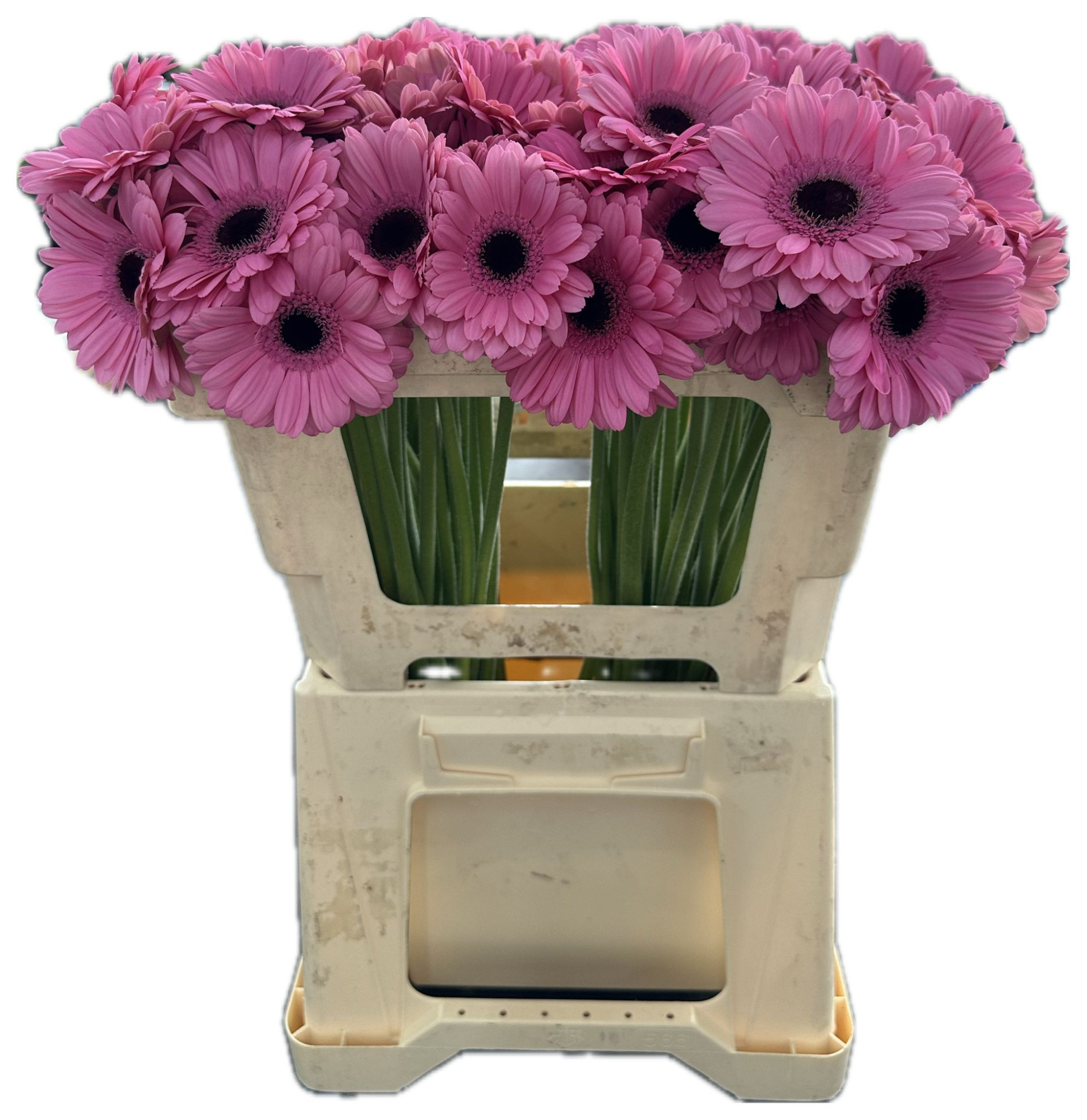 Гермини Талент, шт.