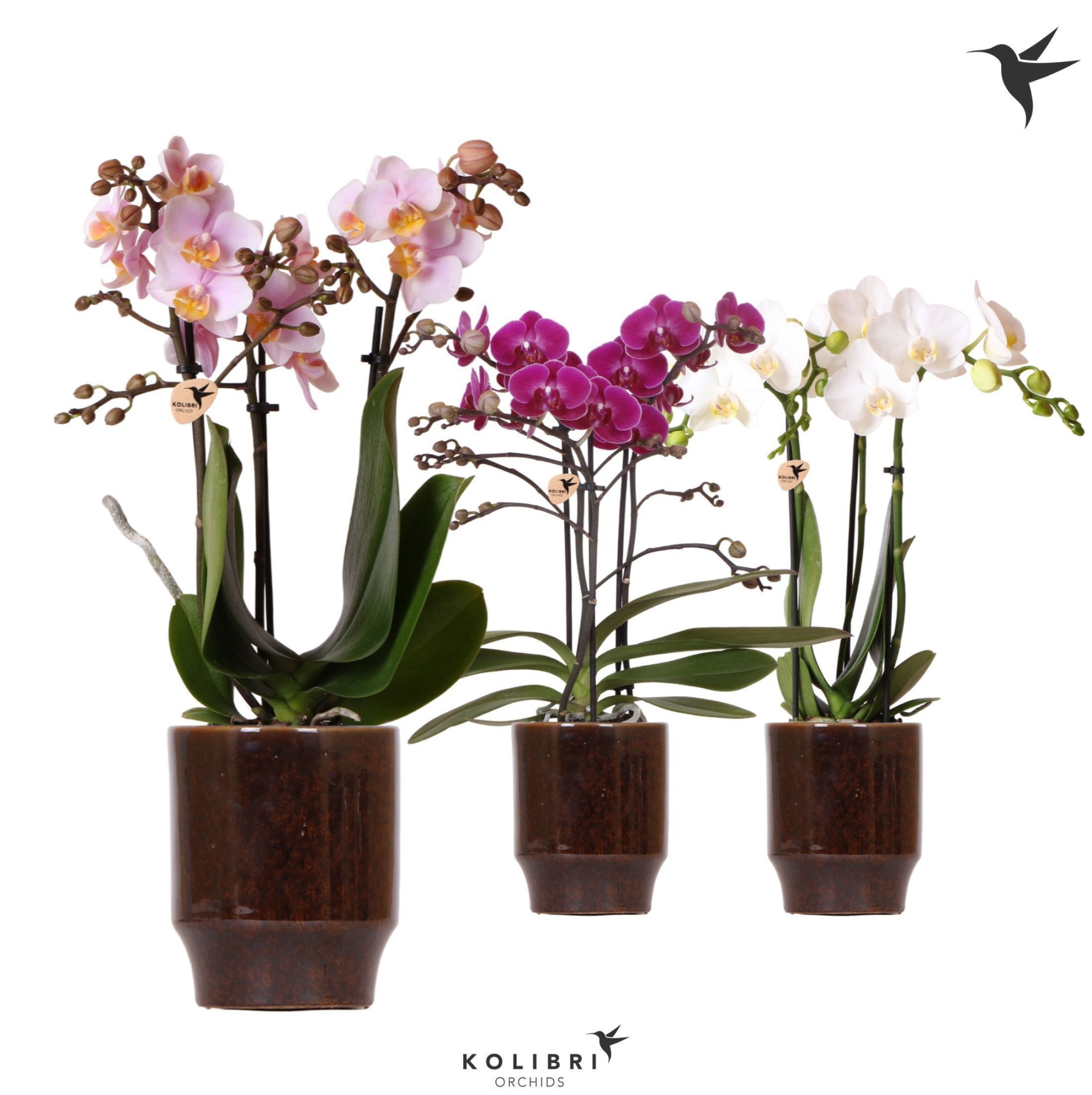 Kolibri Orchids Phalaenopsis mix 3 spike in Classy pot brown, D 9