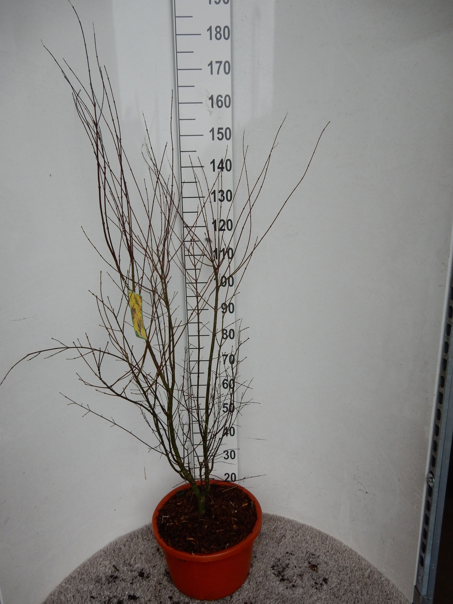 Acer palm. Orange Dream 125-150 P32, D 32