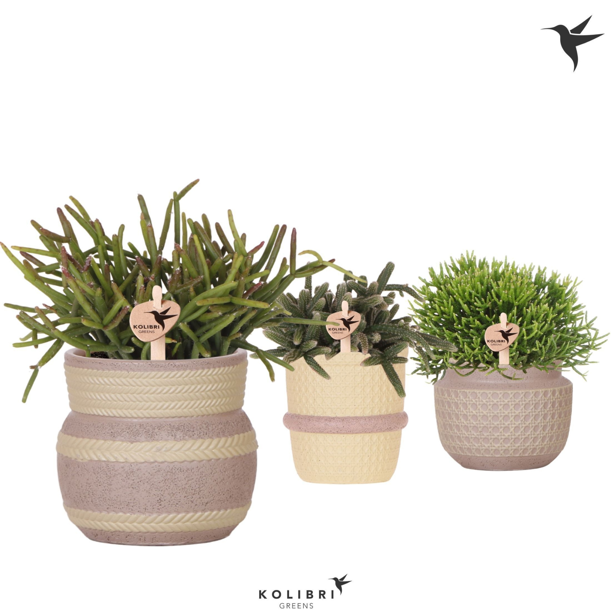 Kolibri Greens Rhipsalis mix in Ethnic pot khaki mix, D 9 cm